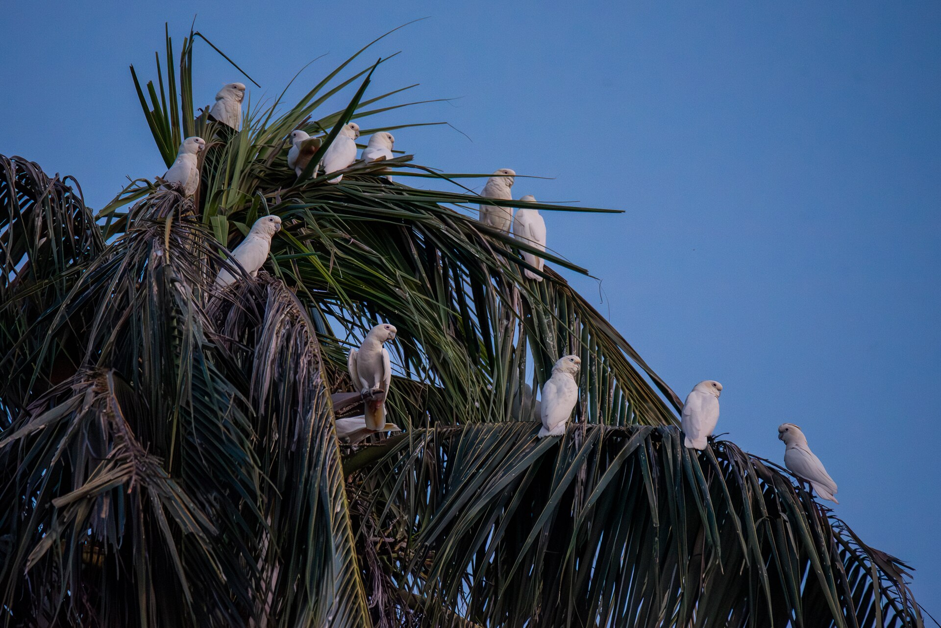 Red-vented Cockatoo (Cacatua haematuropygia)