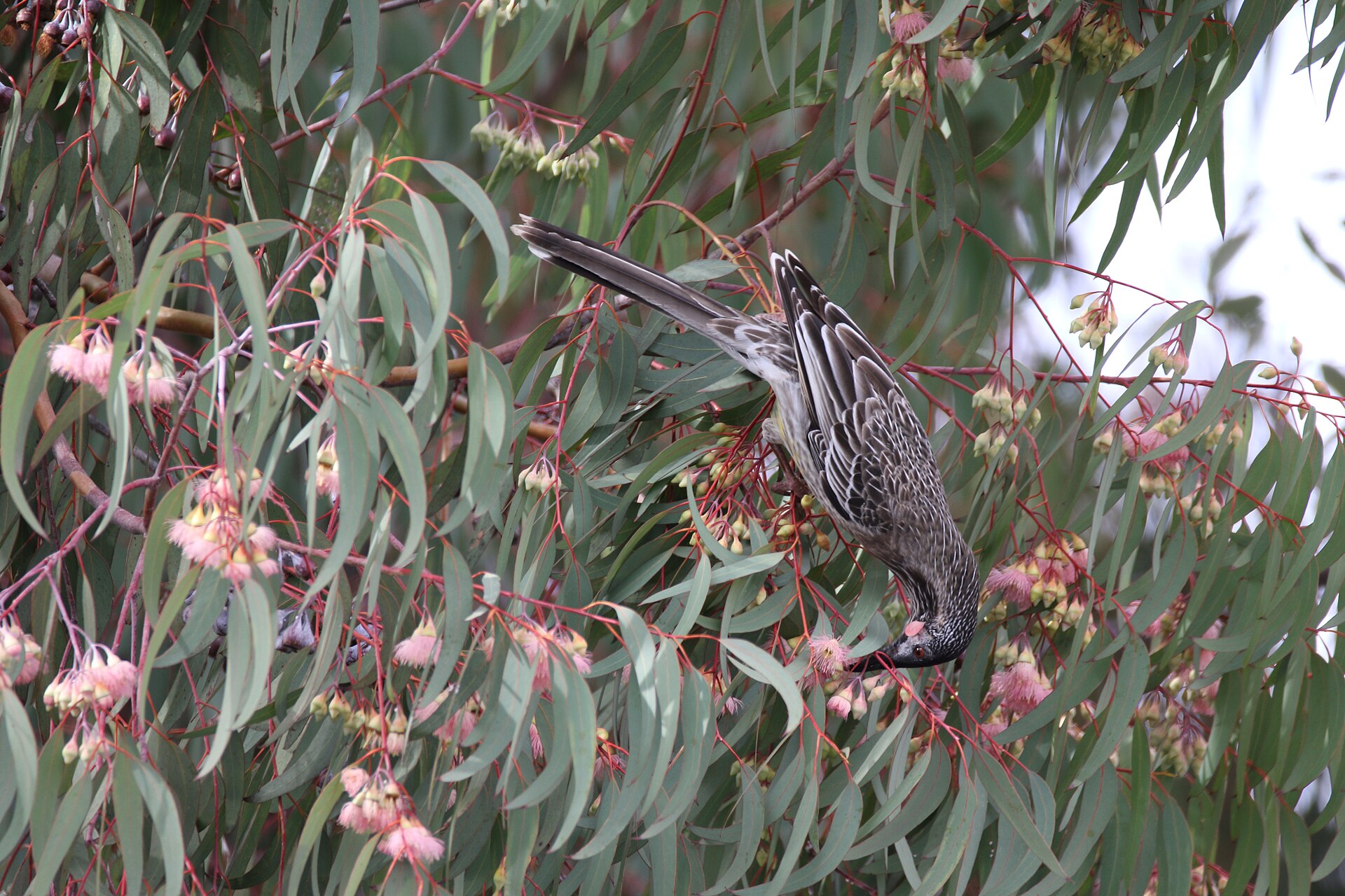 Red Wattlebird (Anthochaera carunculata)