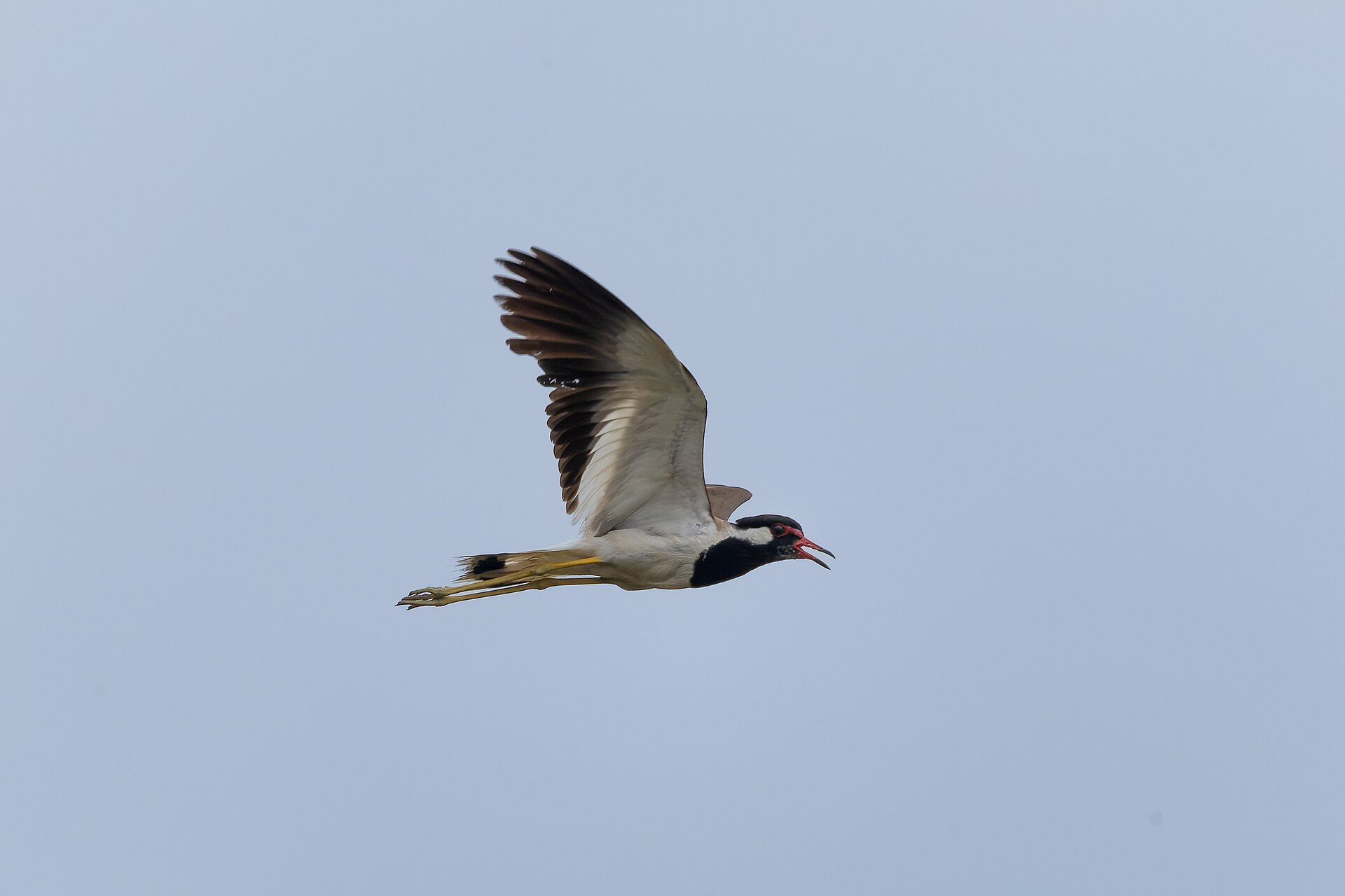 Red-wattled Lapwing (Vanellus indicus)
