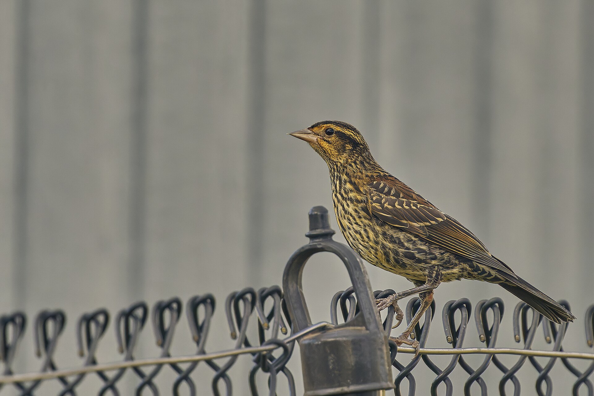 Red-Winged Blackbird (Agelaius phoeniceus)