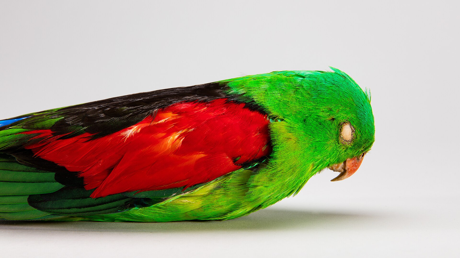 Red-winged Parrot (Aprosmictus erythropterus)
