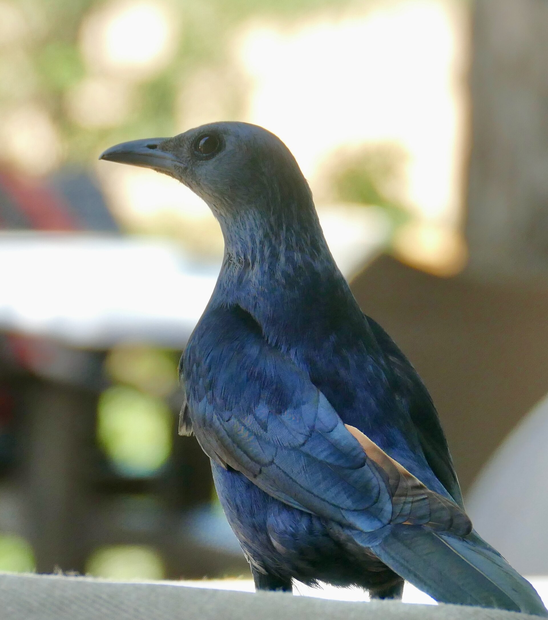 red winged starling