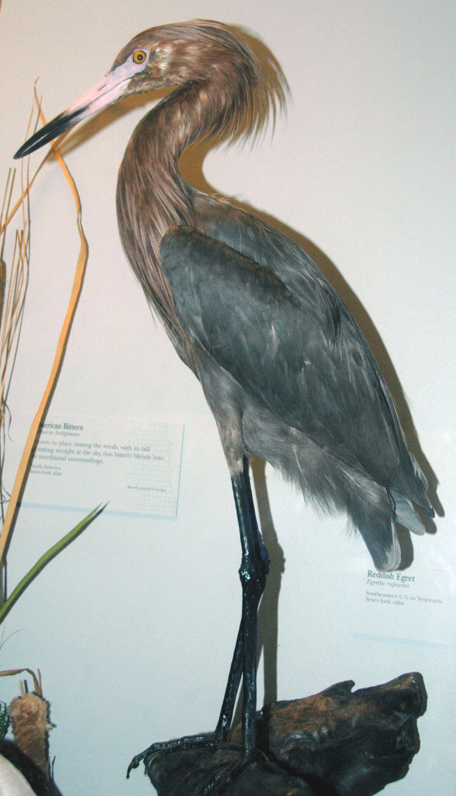 Reddish Egret Reddish Egret (Egretta rufescens)