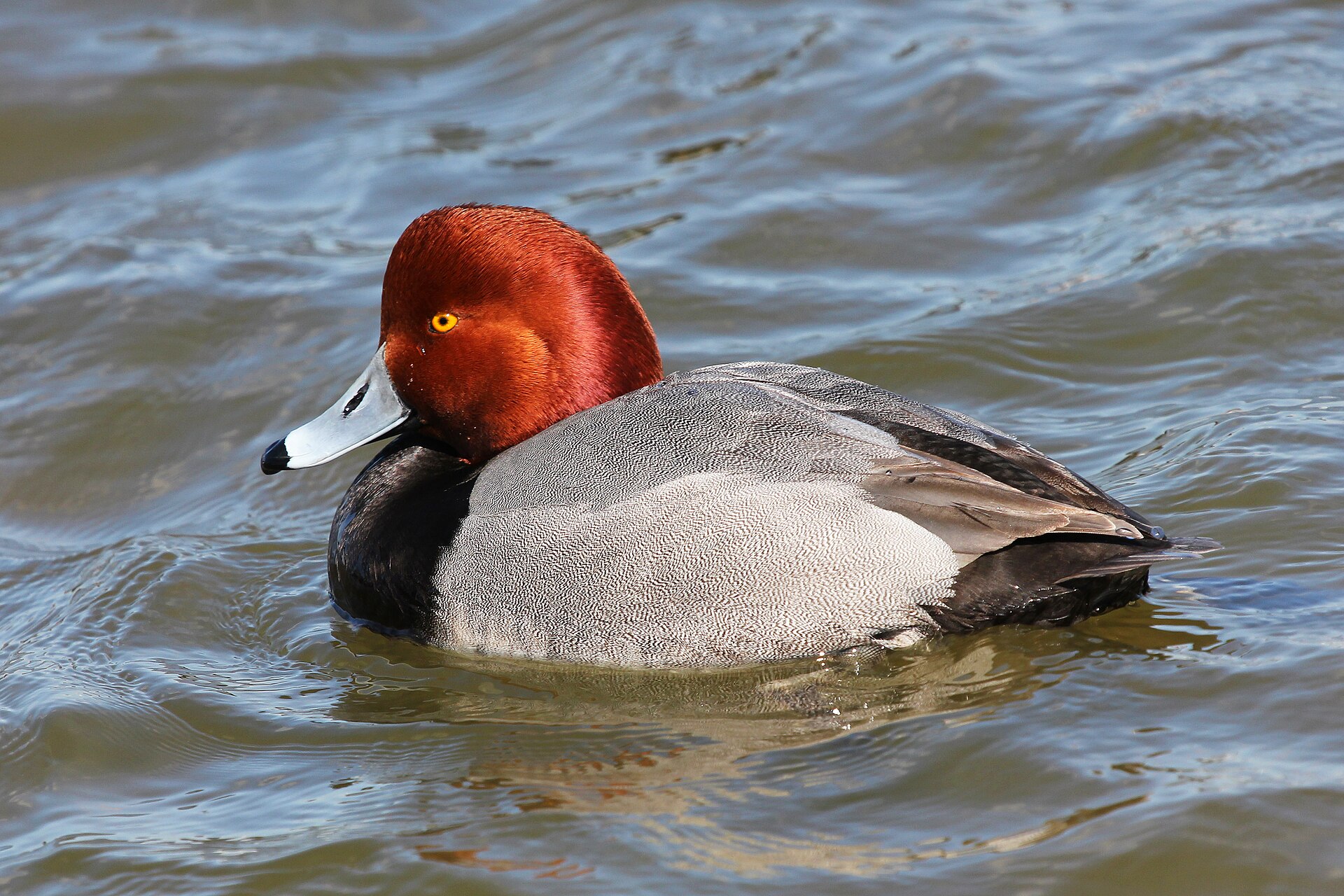 Redhead Duck (Aythya americana)