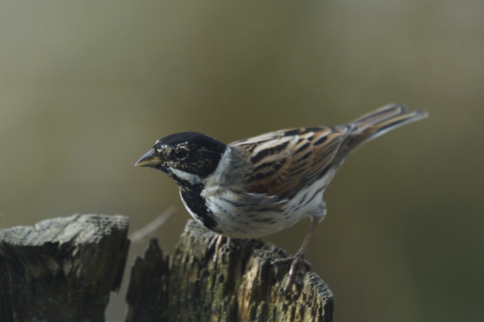 Reed Bunting Profile Reed Bunting Profile (Emberiza schoeniclus)
