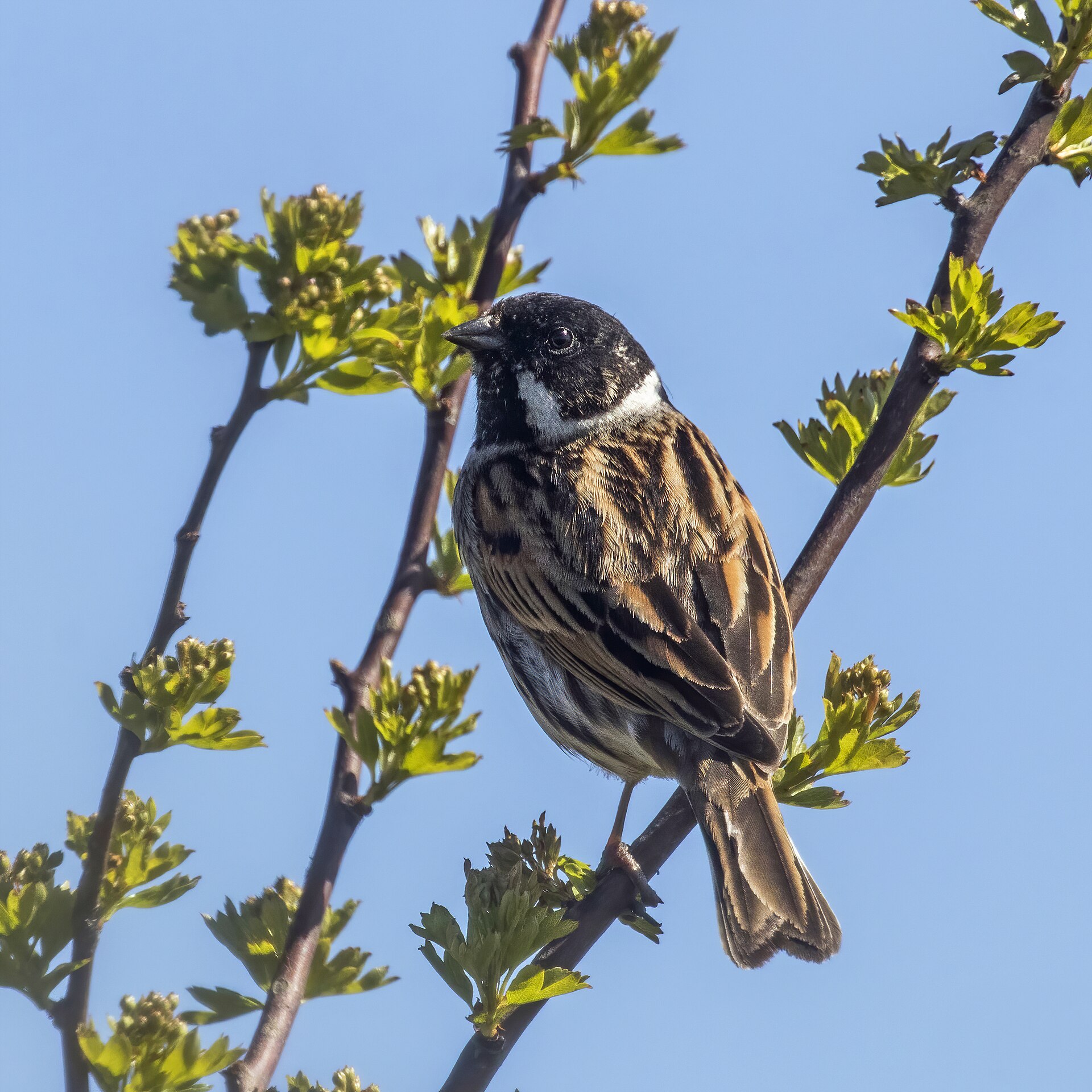 Reed Bunting Reed Bunting (Emberiza schoeniclus)