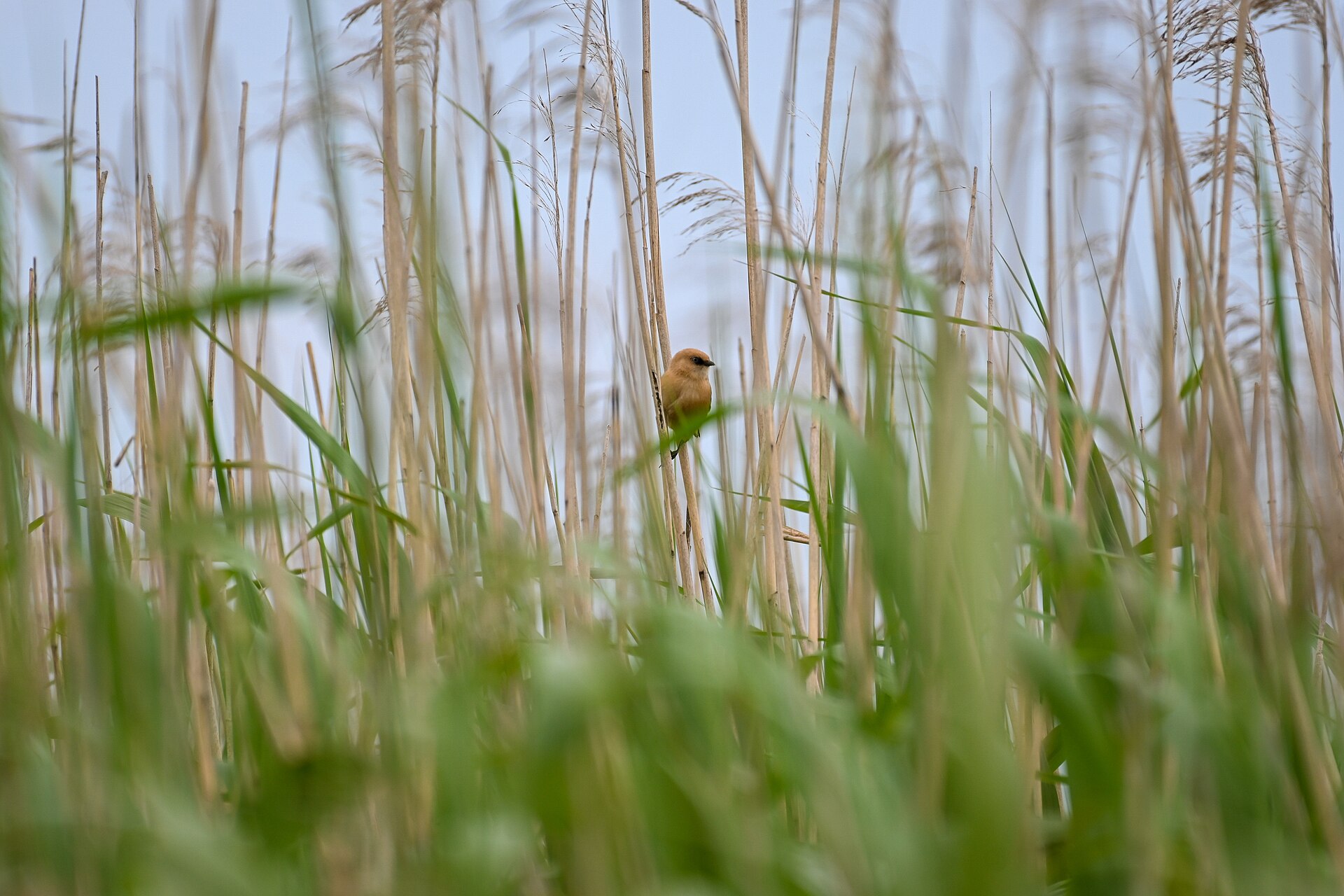 Reed Parrotbill (Panurus biarmicus)