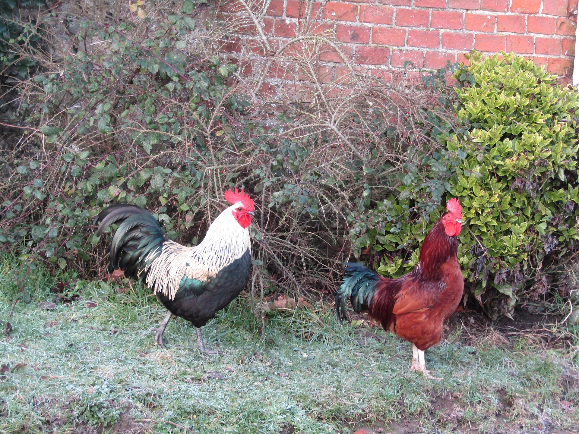 Rhode Island Red Chicken ()