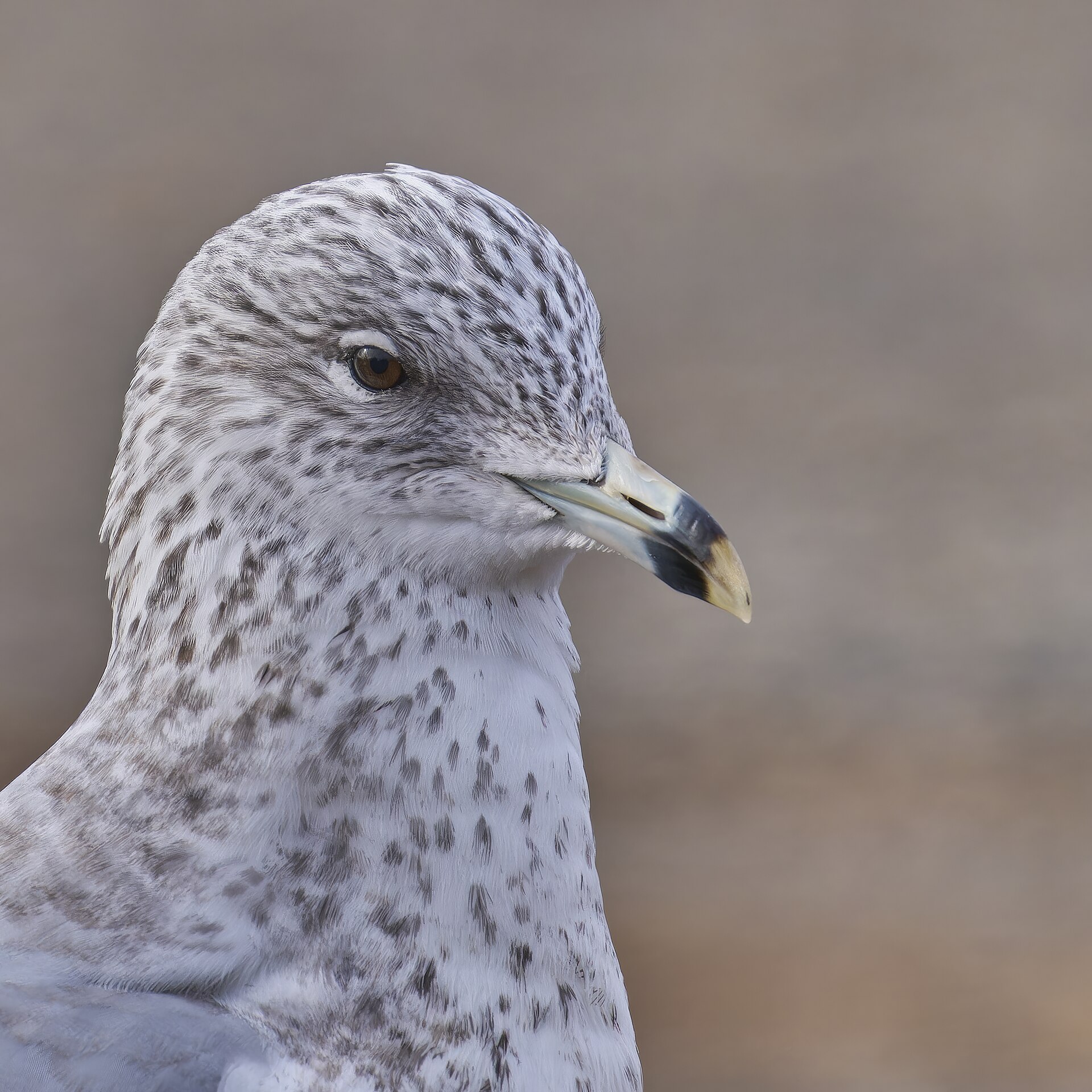 Ring-billed Gull (Larus delawarensis)