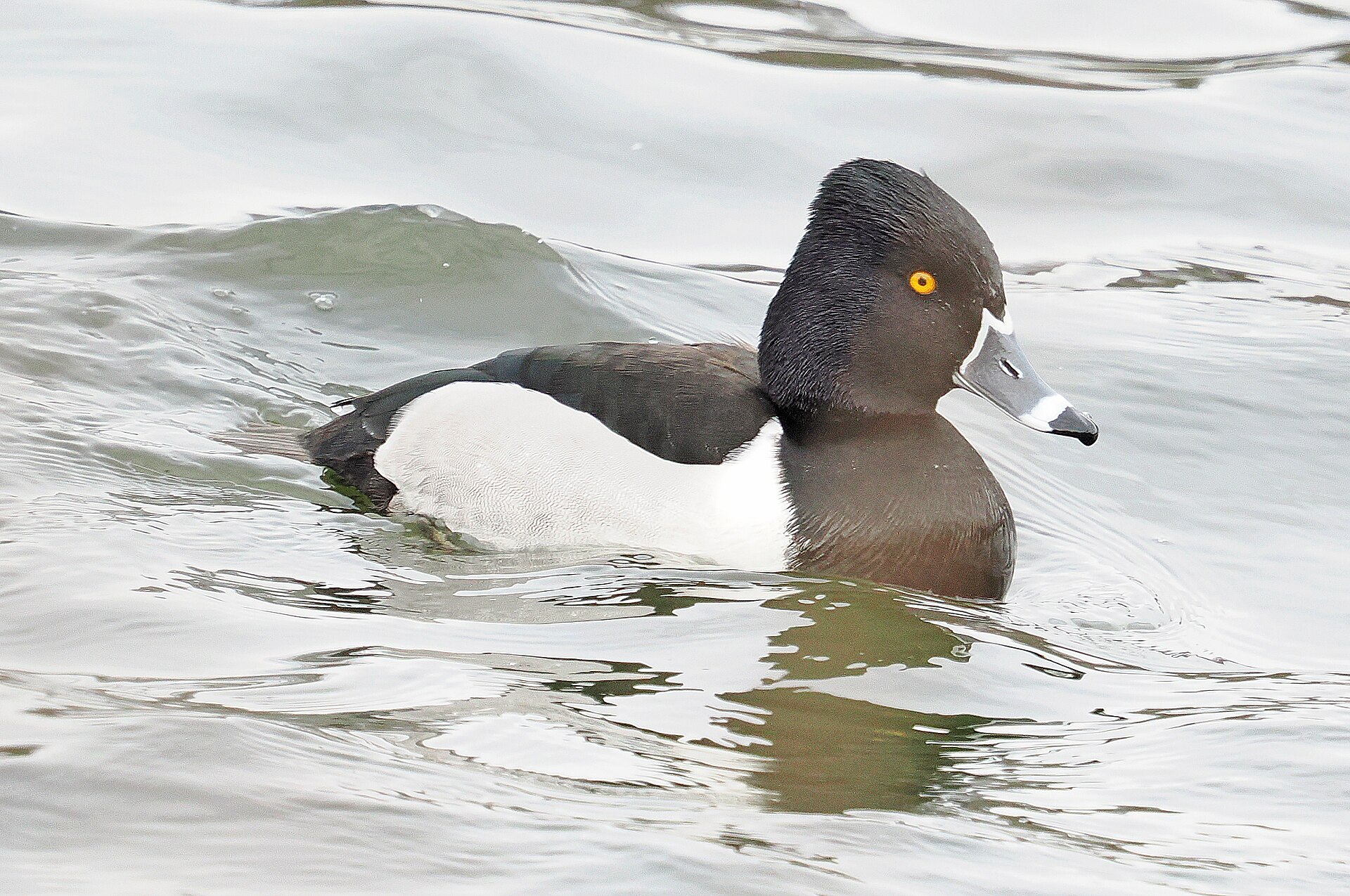 Ring-necked Duck Ring-necked Duck (Aythya collaris)