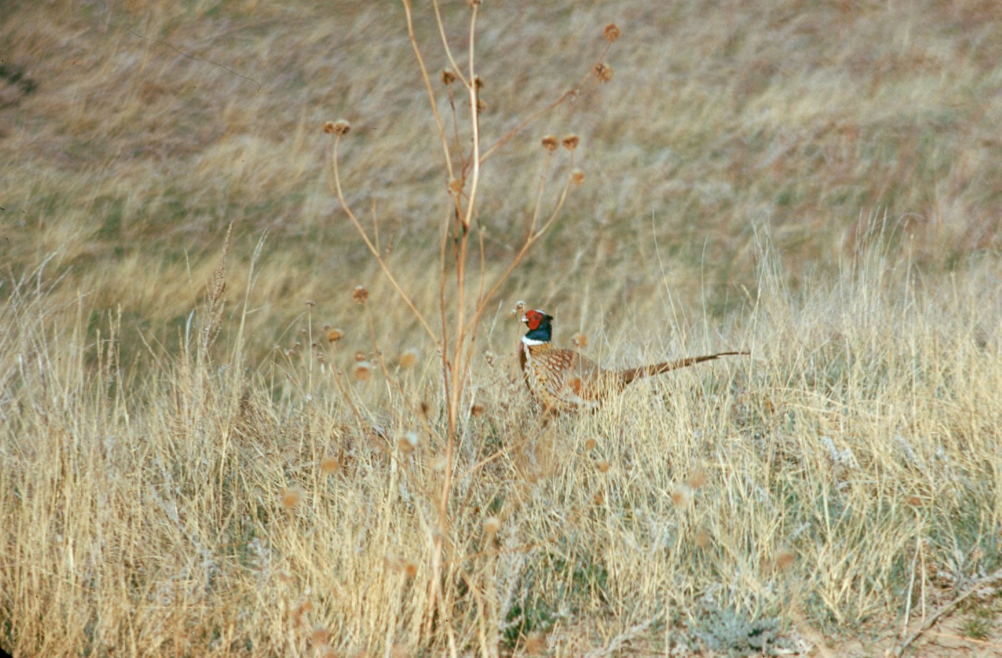 Ring-necked Pheasant Identification Ring-necked Pheasant Identification ()
