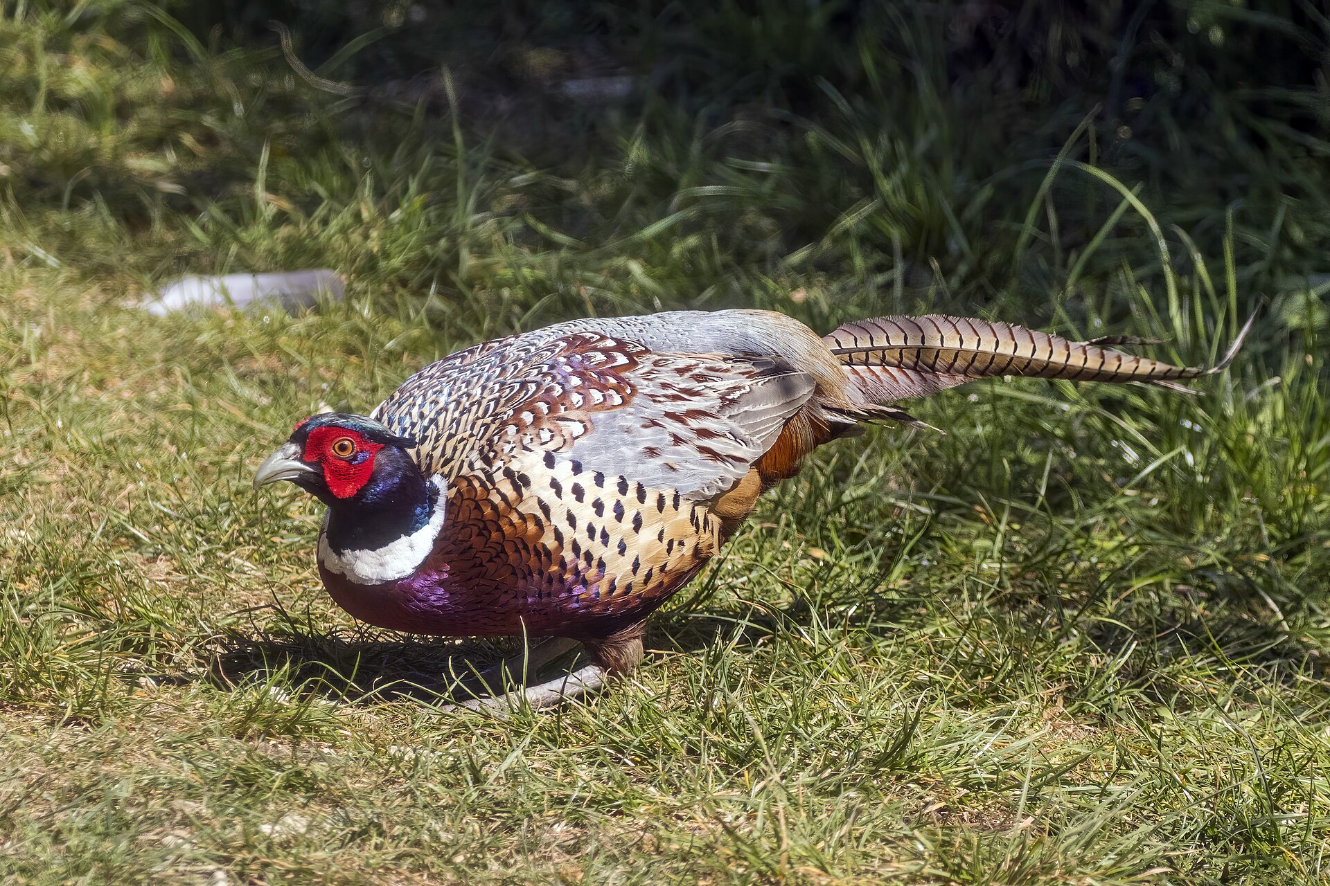 Ring-necked Pheasant Ring-necked Pheasant (Phasianus colchicus)
