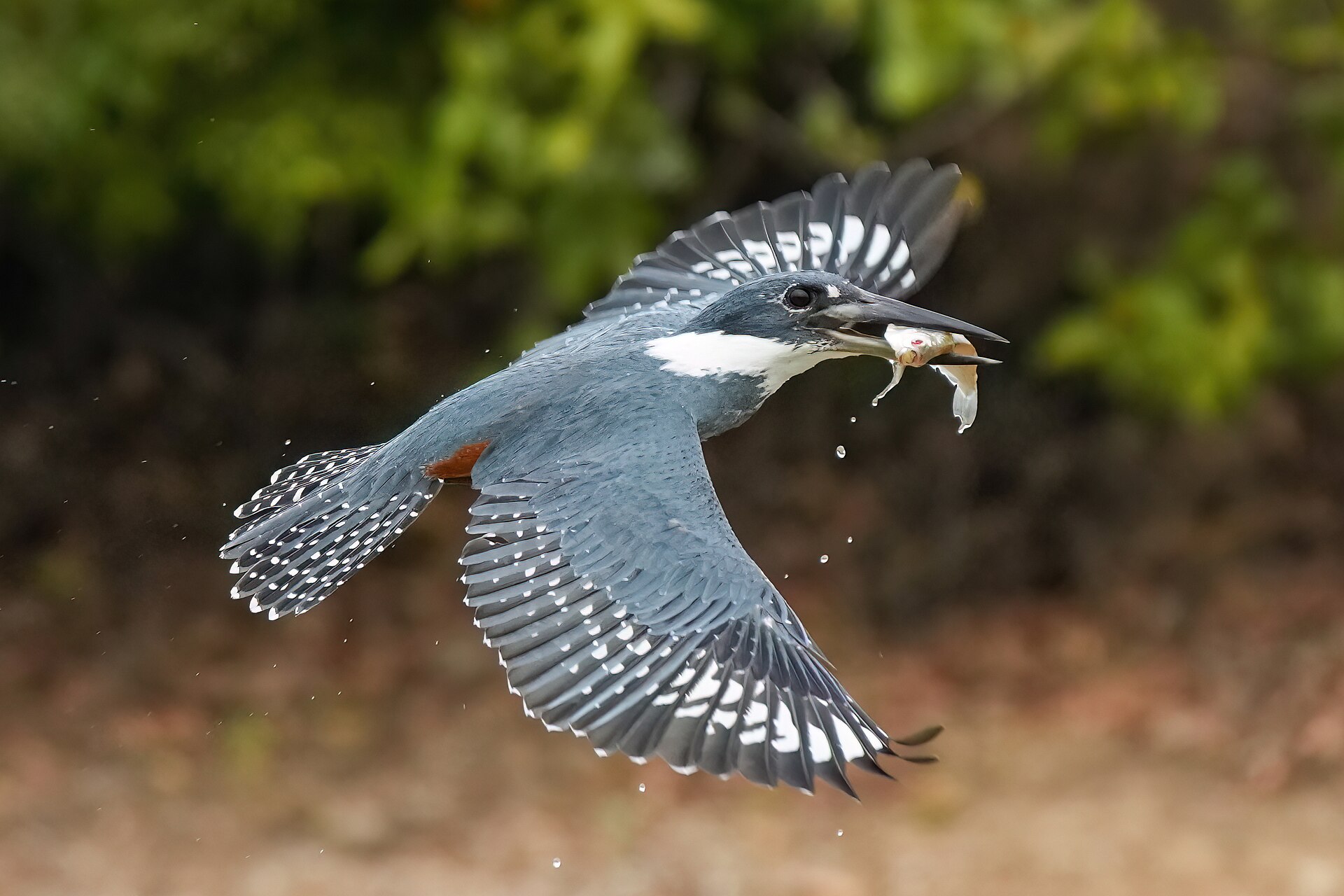 ringed kingfisher