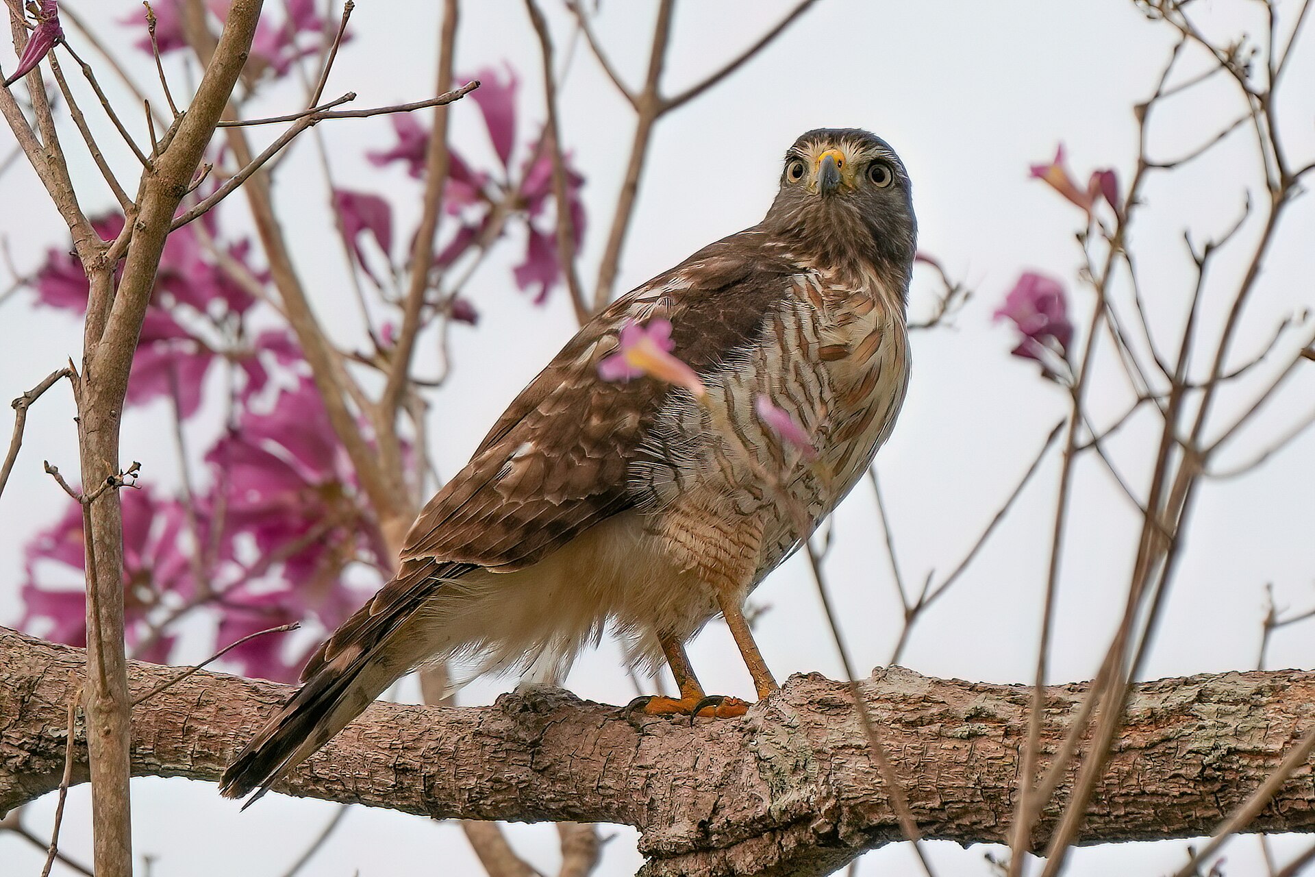 Roadside Hawk (Rupornis magnirostris)