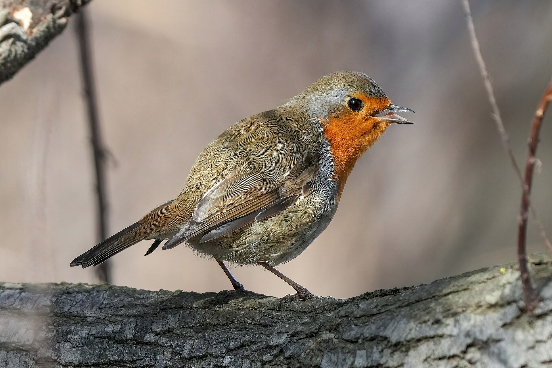 Robin Robin (Erithacus rubecula)