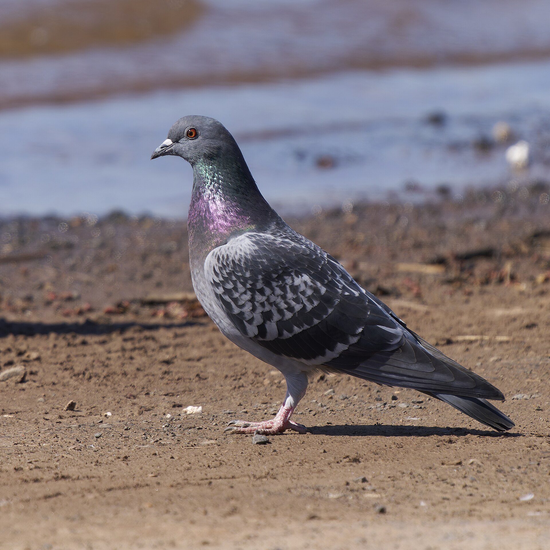 Rock Pigeon (Columba livia)