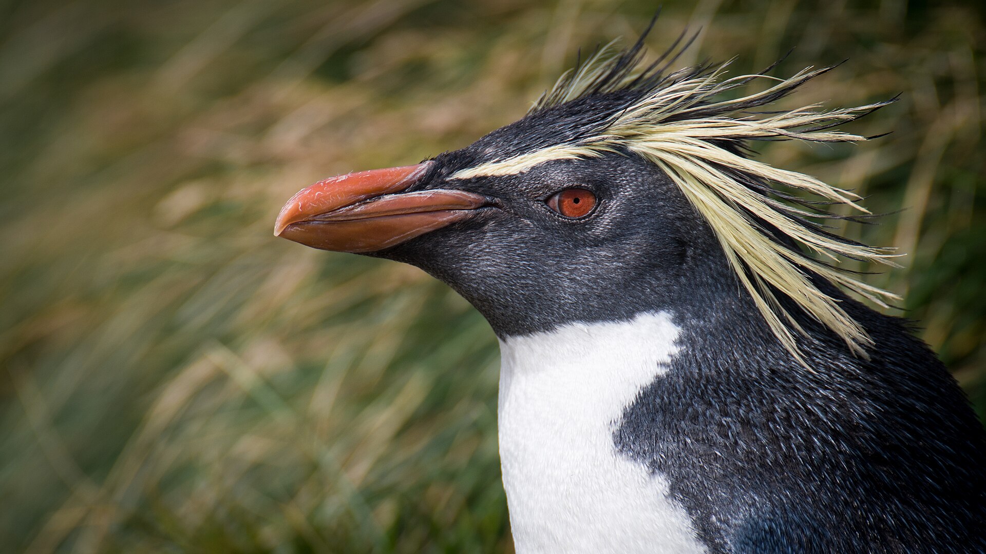 Rockhopper Penguin Rockhopper Penguin ()