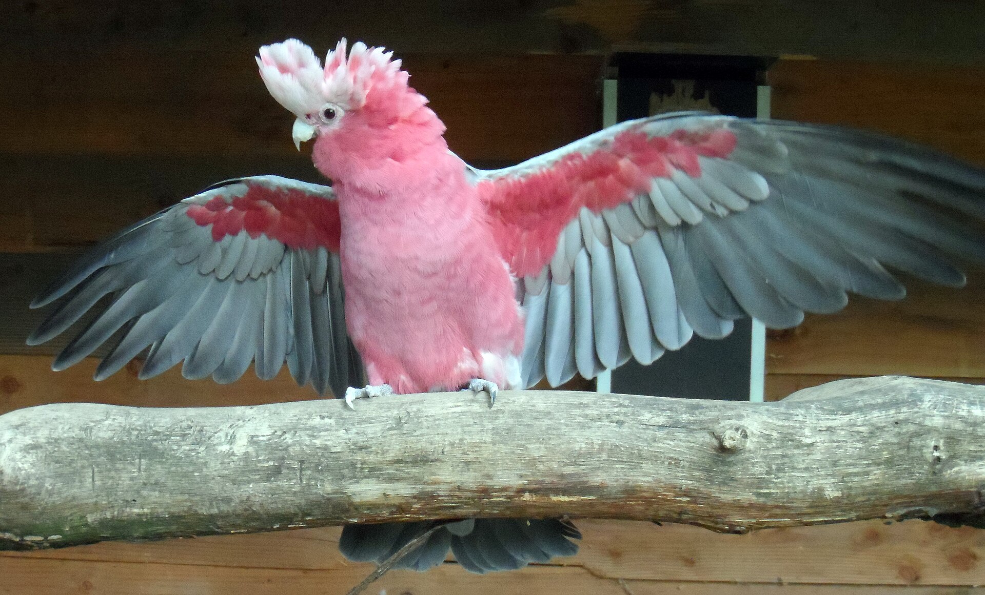 Rose-Breasted Cockatoo (Eolophus roseicapilla)