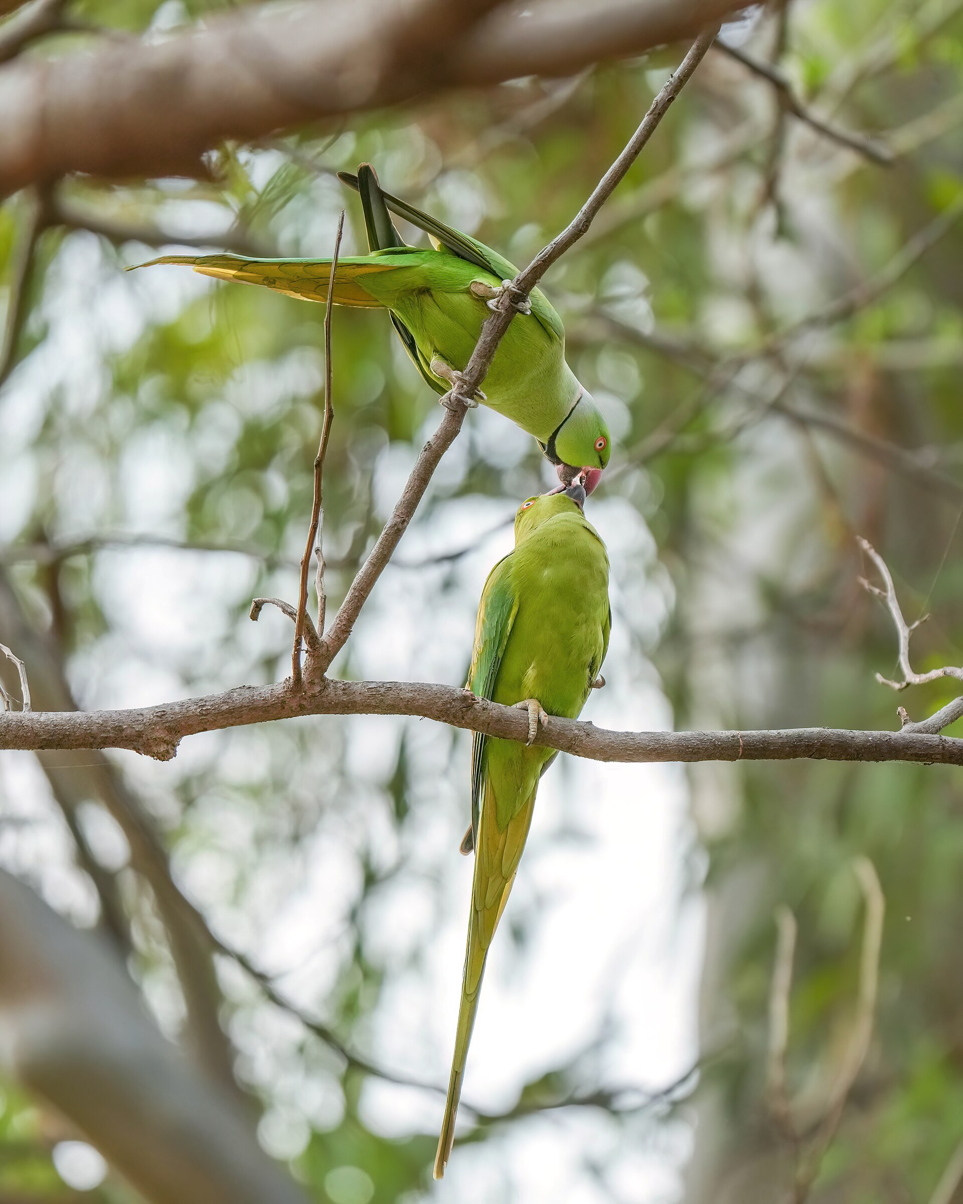 Rose-ringed Parakeet (Psittacula krameri)