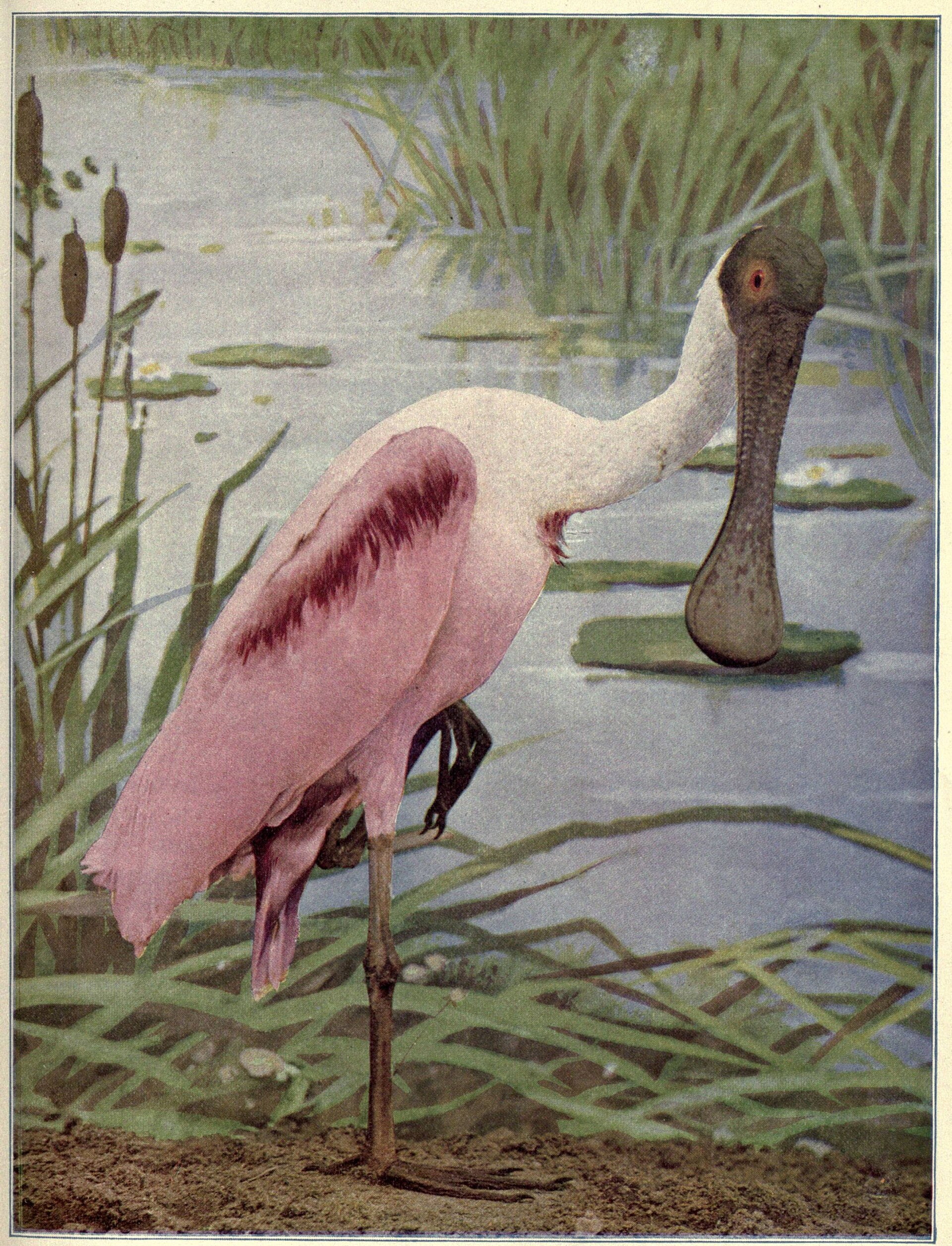Roseate Spoonbill Color ()