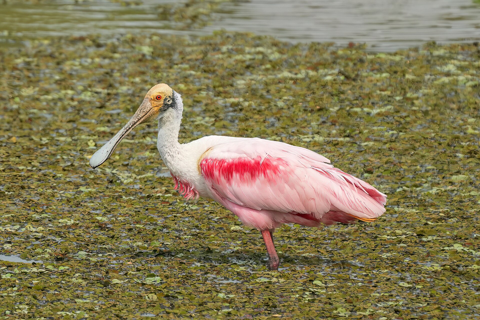 Roseate Spoonbill (Platalea ajaja)
