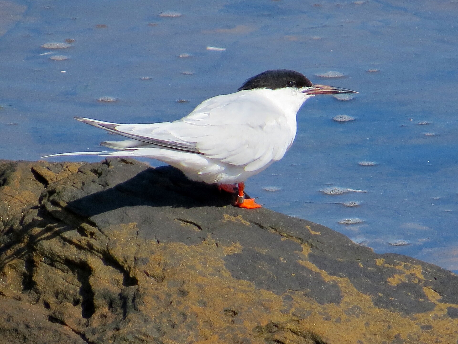 Roseate Tern ()