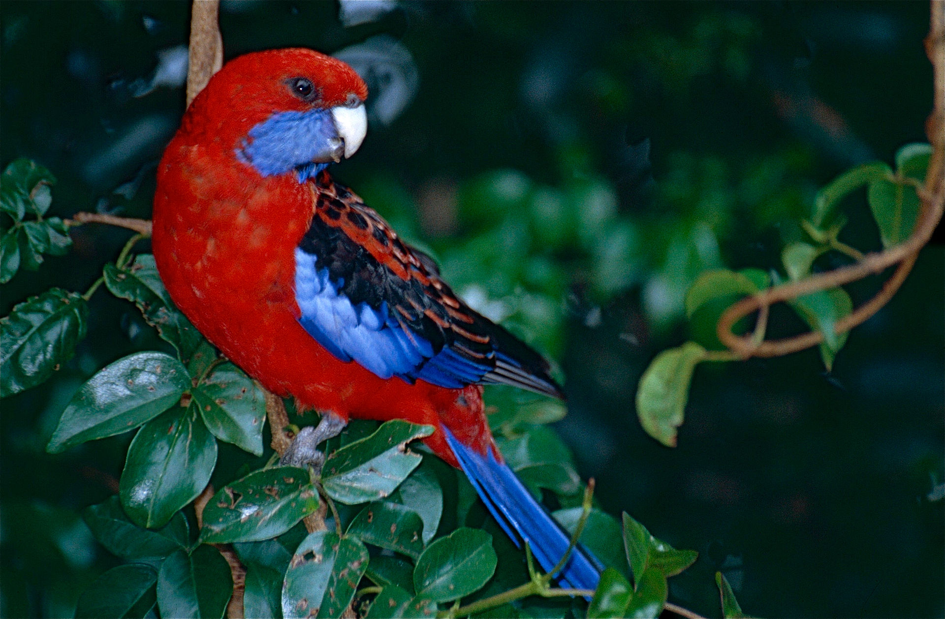 Rosella Parrot (Platycercus elegans)