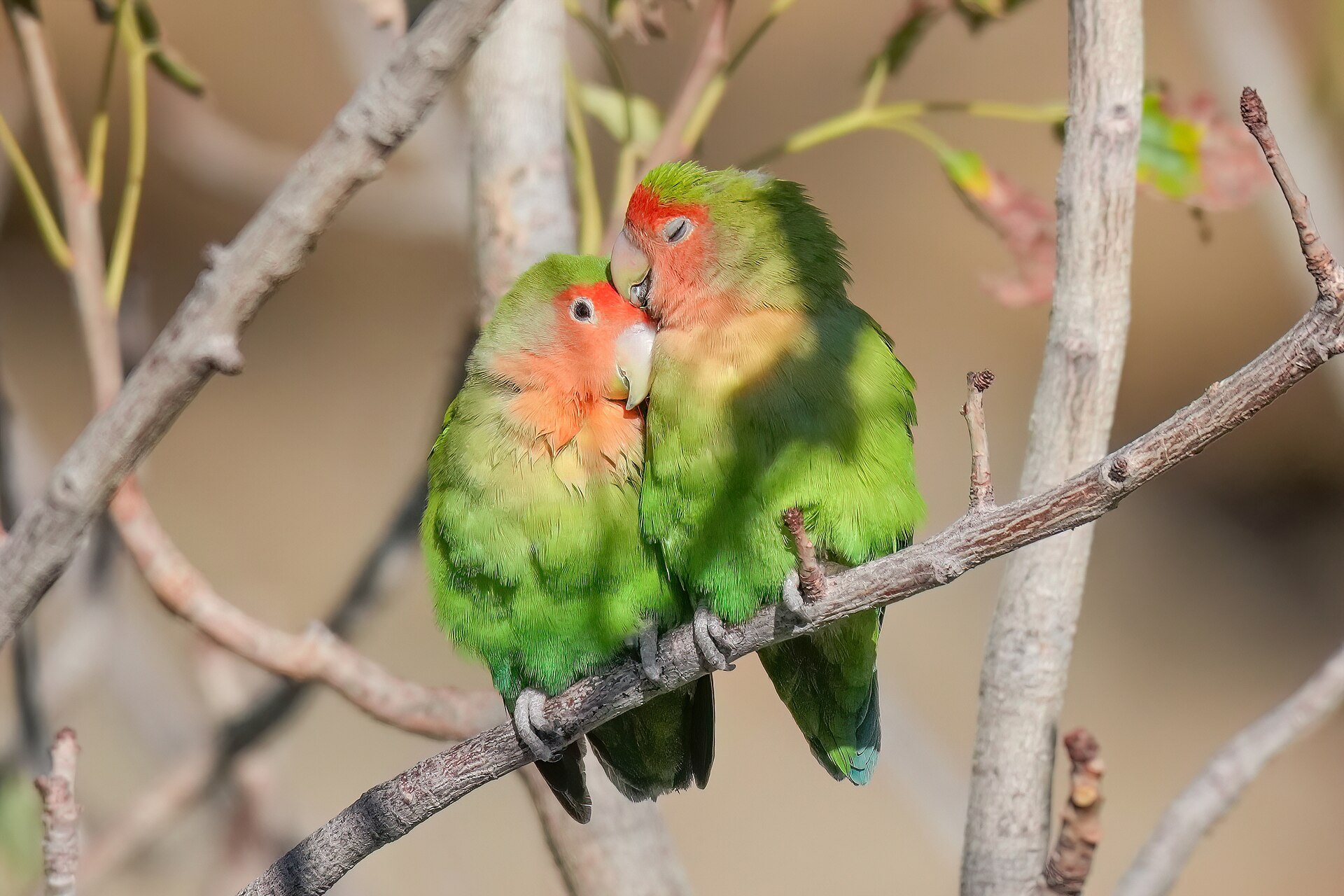 Rosy-faced Lovebird ()