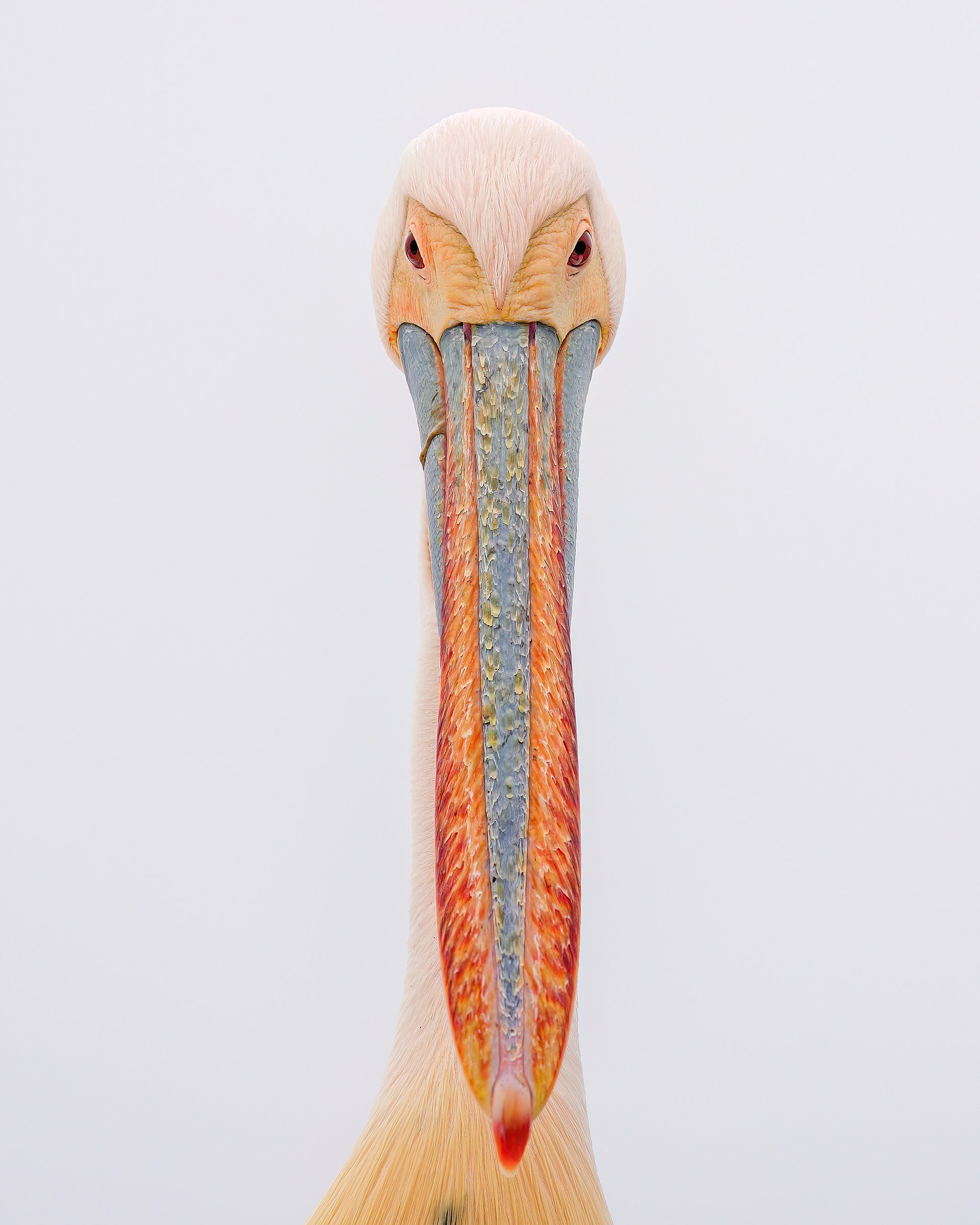 Rosy Pelican (Pelecanus onocrotalus)