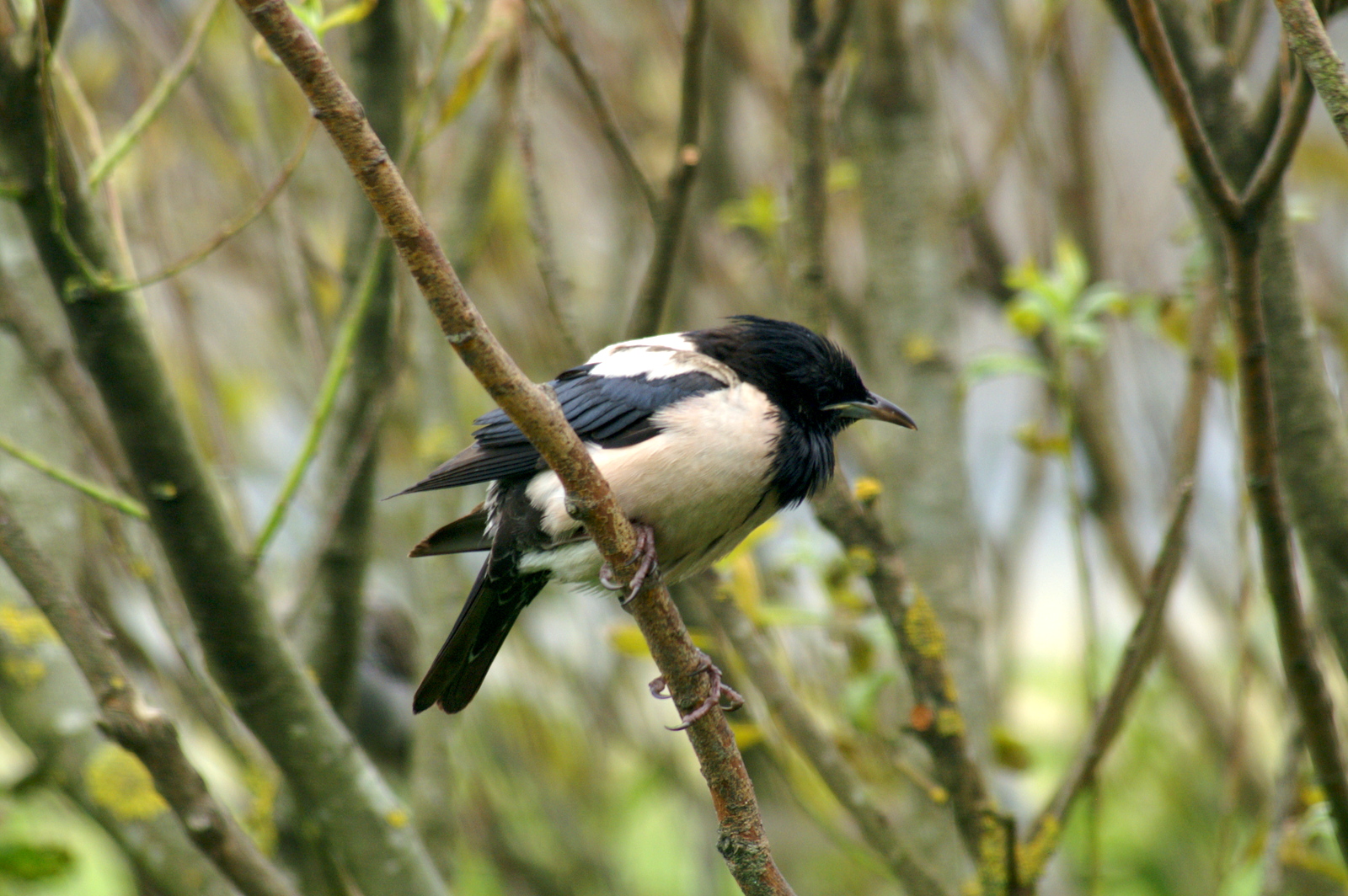 rosy starling