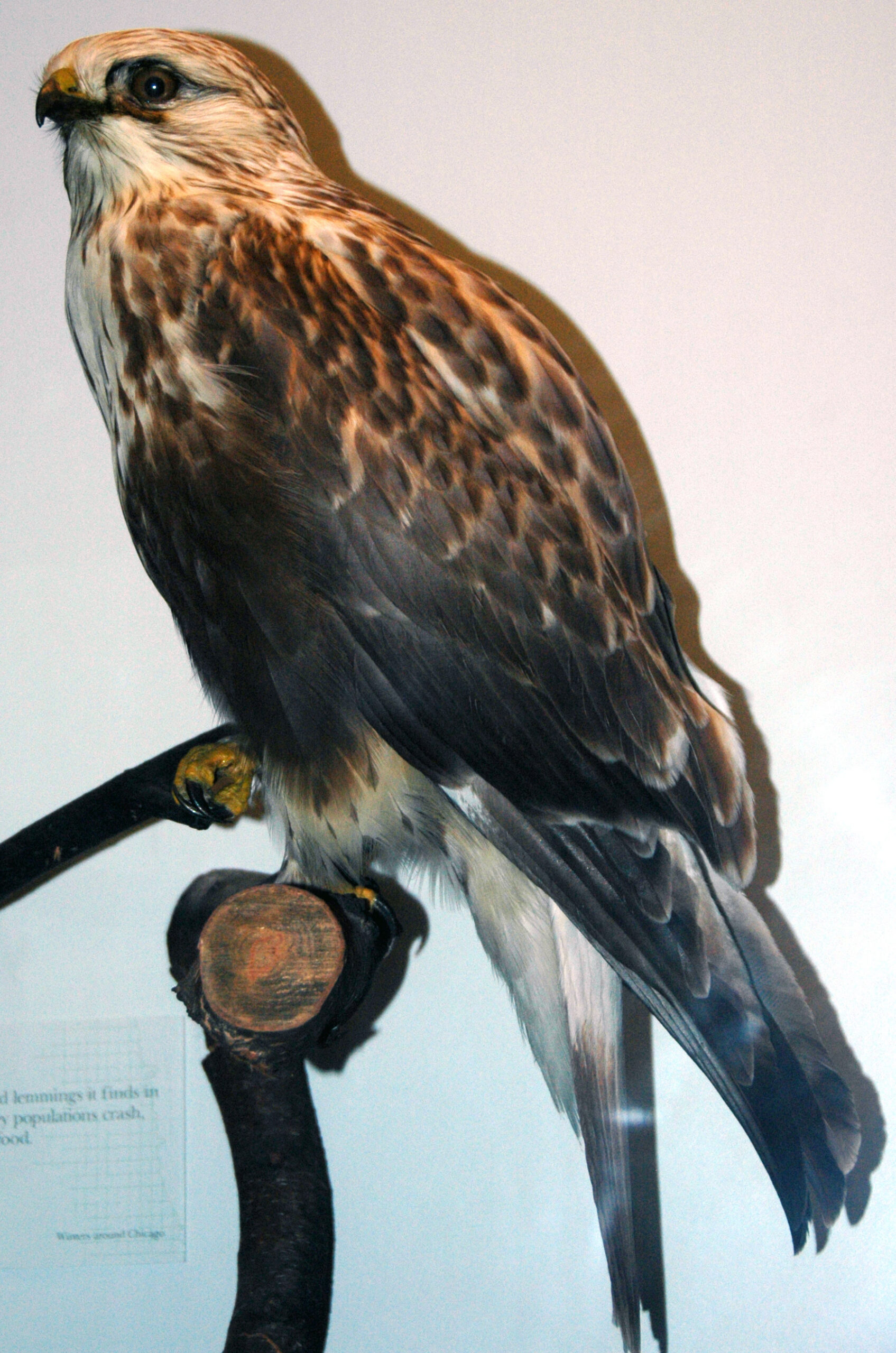Rough-legged Hawk (Buteo lagopus)