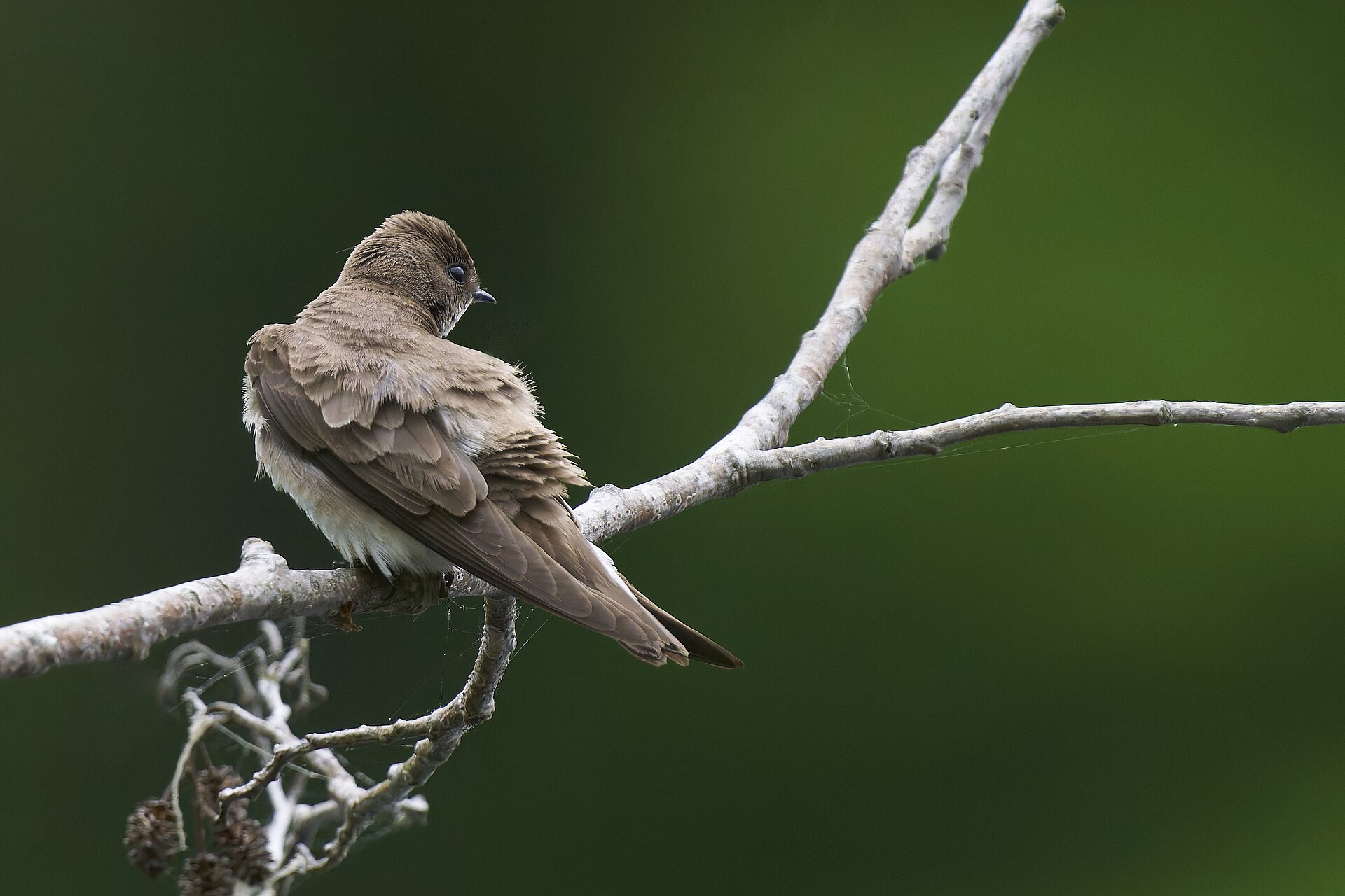 Rough-Winged Swallow (Stelgidopteryx serripennis)