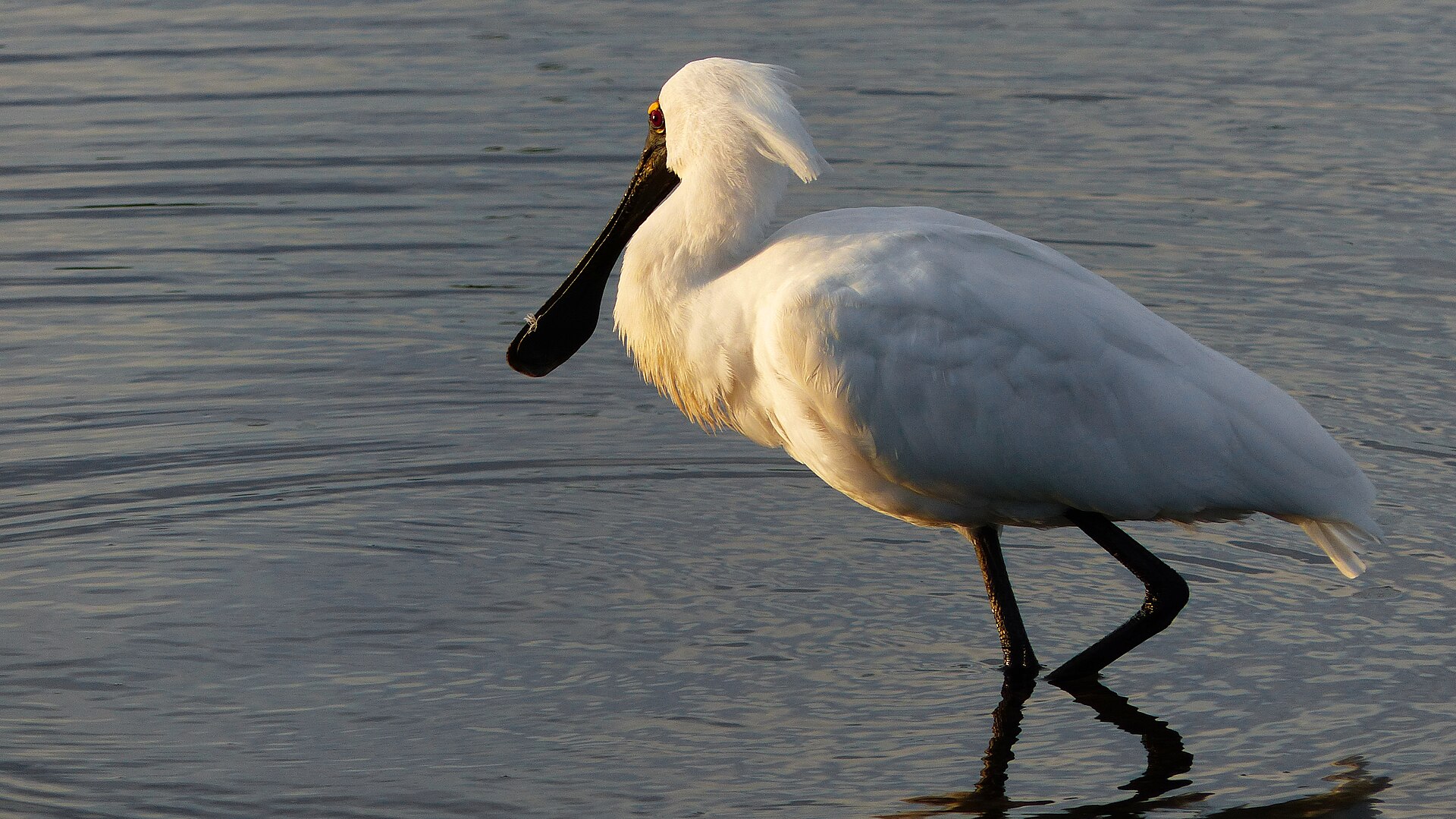 Royal Spoonbill (Platalea regia)