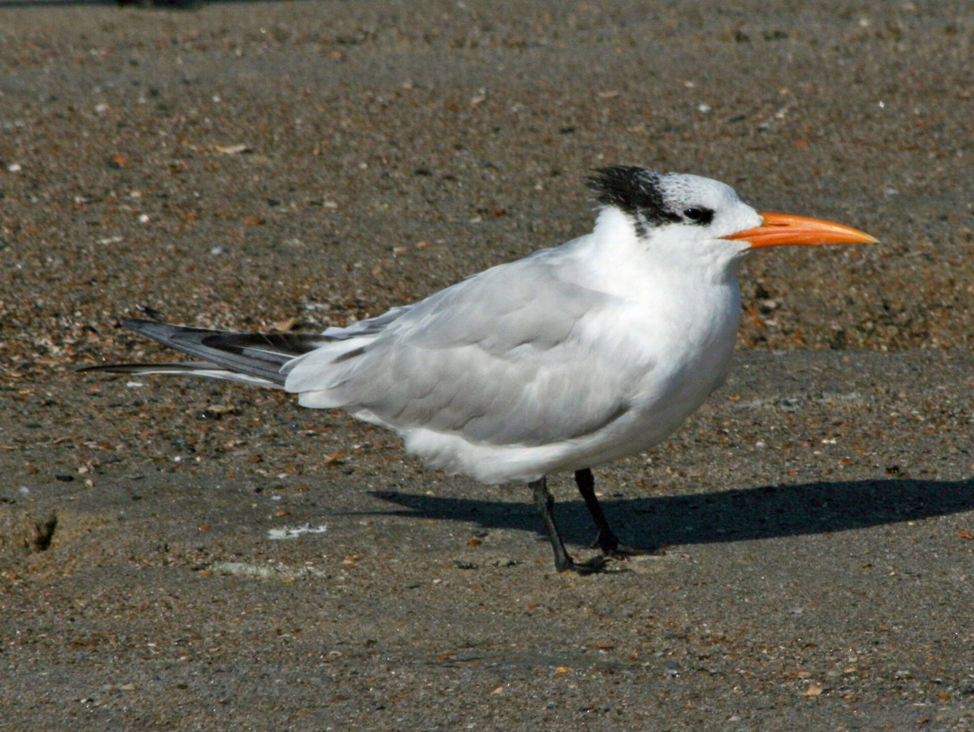 Royal Tern Royal Tern (Thalasseus maximus)