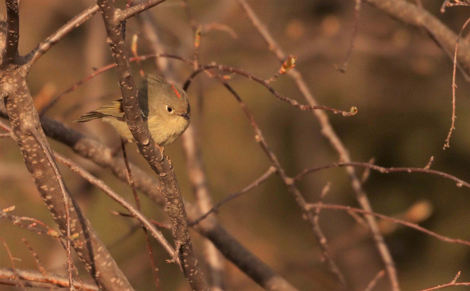 Ruby-crowned Kinglet Description ()