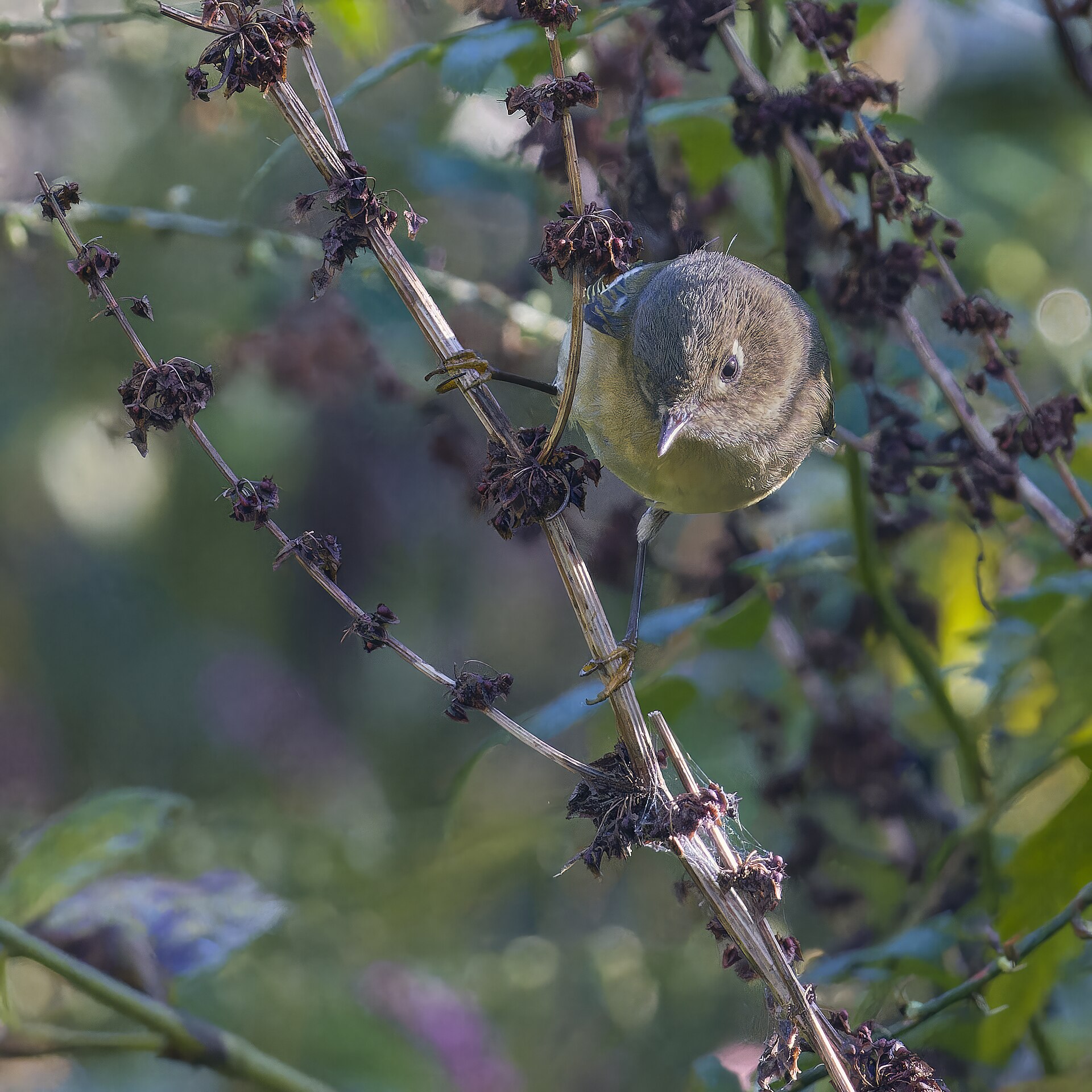 Ruby-crowned Kinglet Ruby-crowned Kinglet ()
