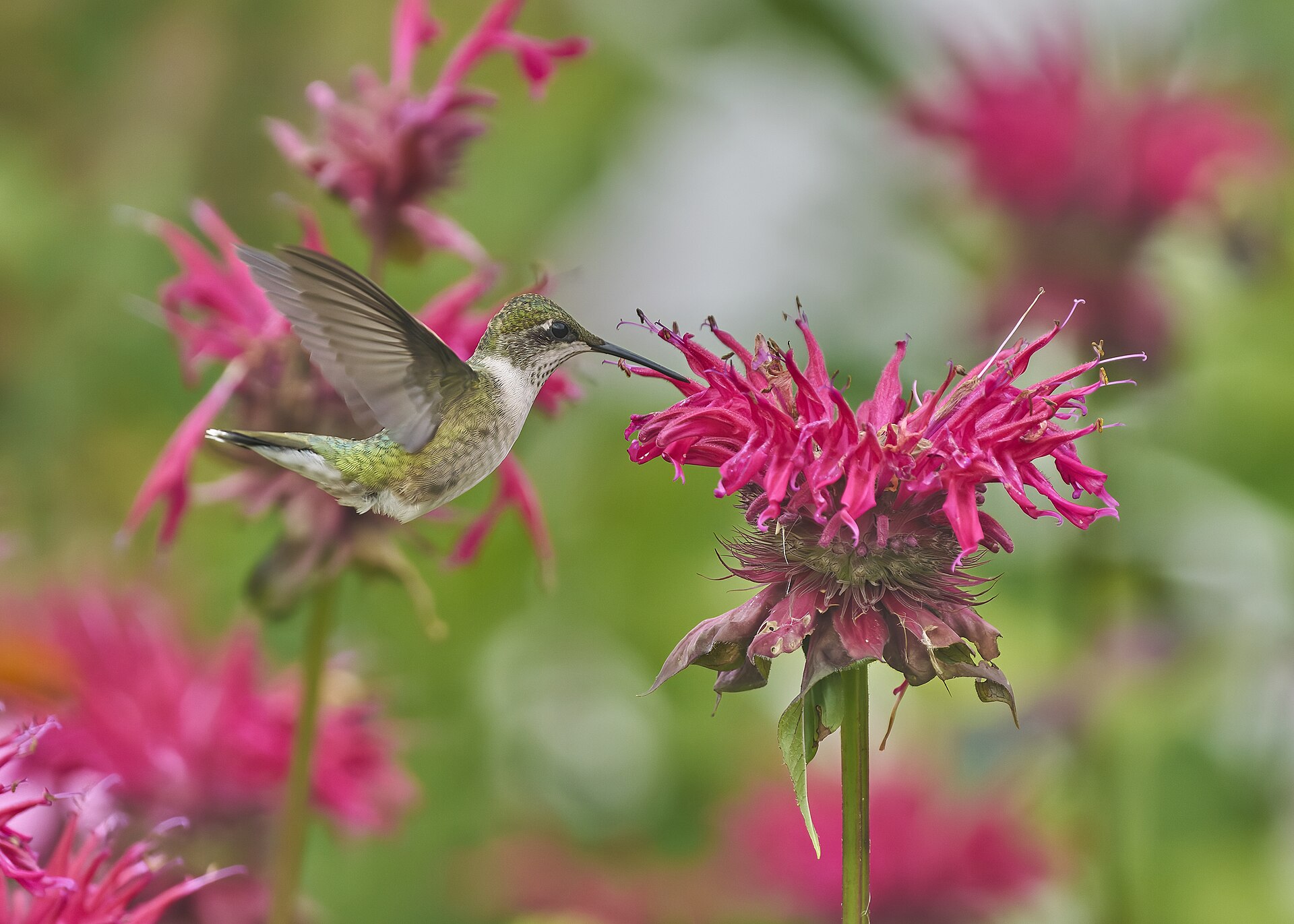 Ruby-Throated Hummingbird (Archilochus colubris)