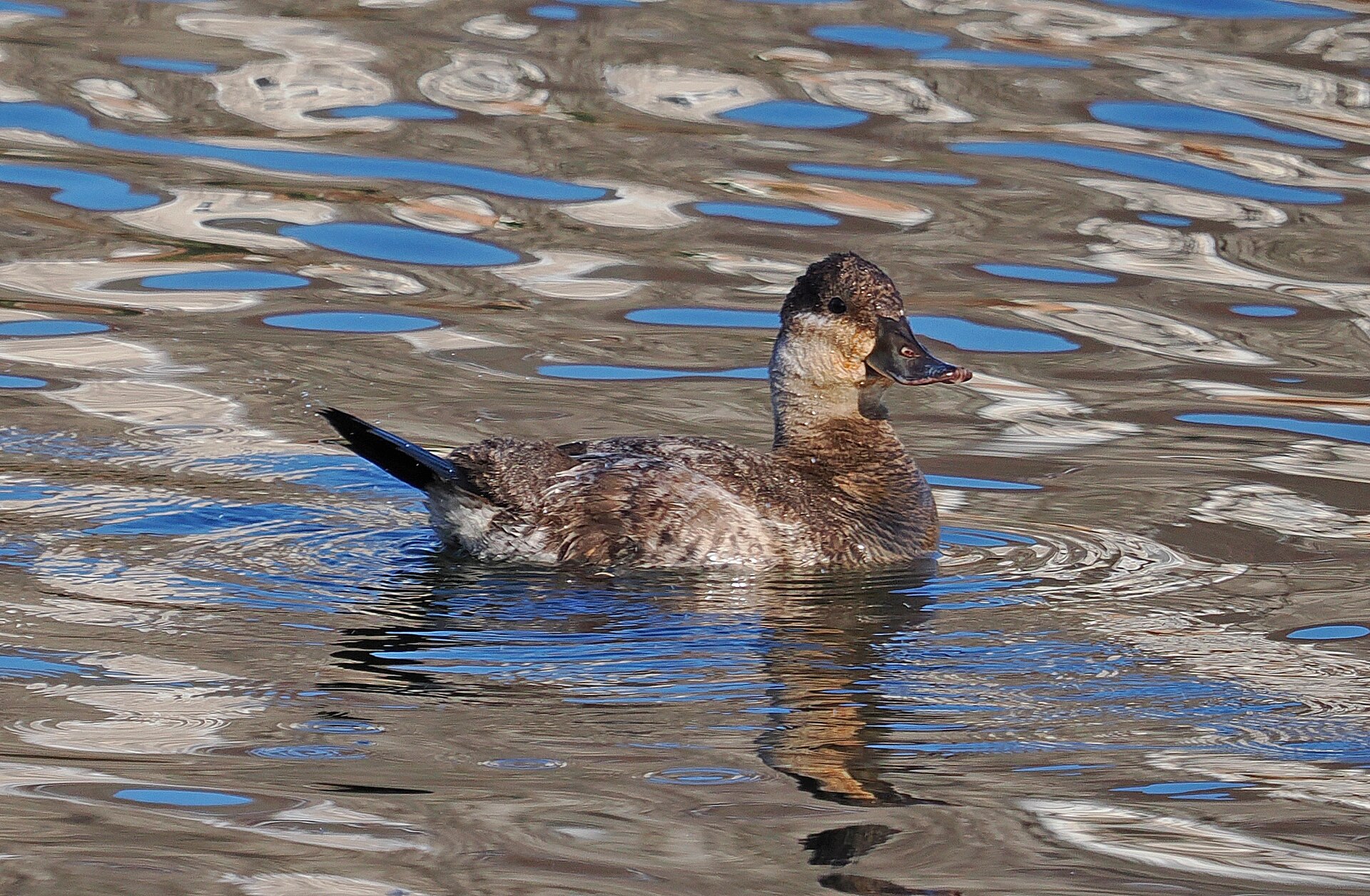 Ruddy Duck (Oxyura jamaicensis)