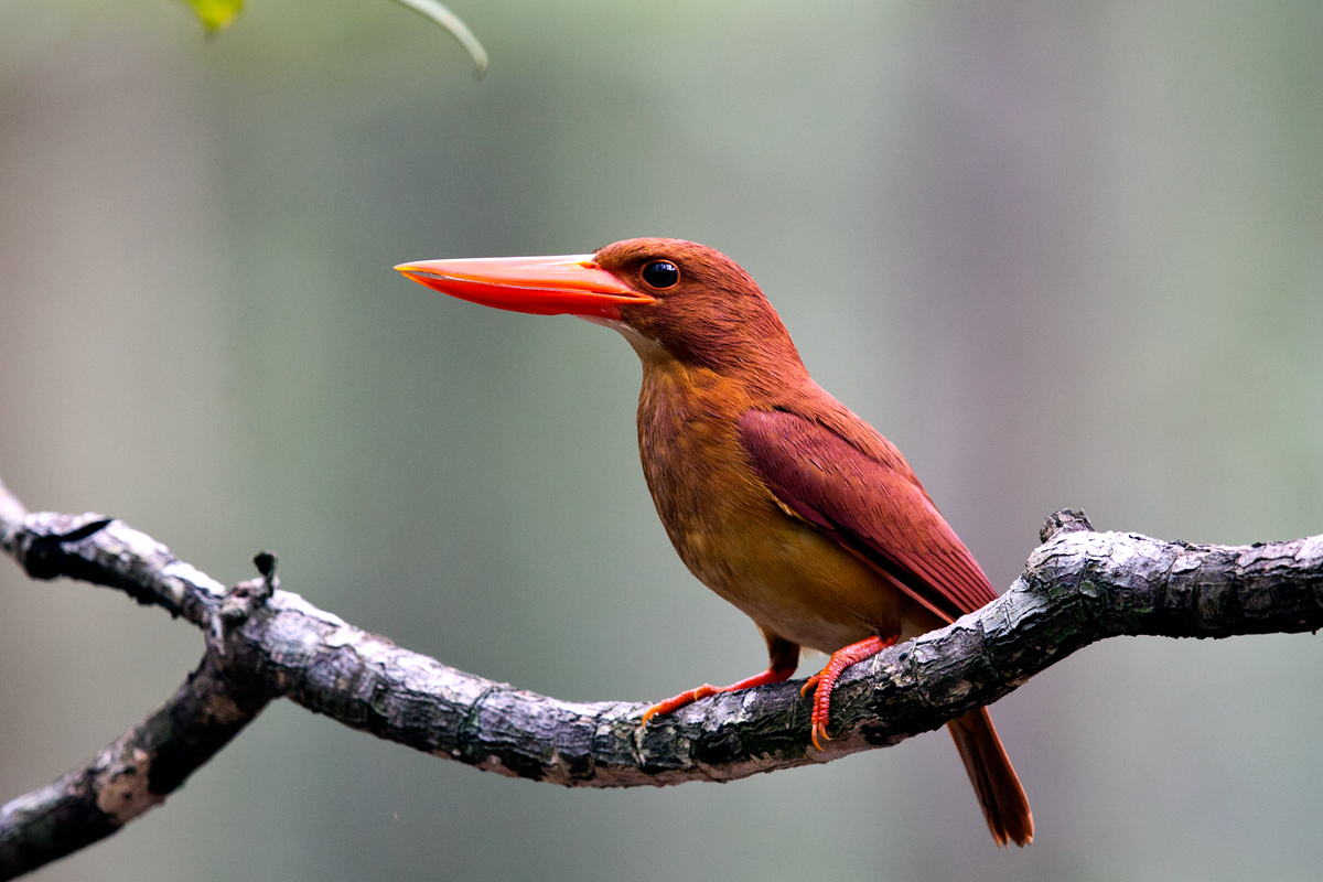 Ruddy Kingfisher Ruddy Kingfisher ()