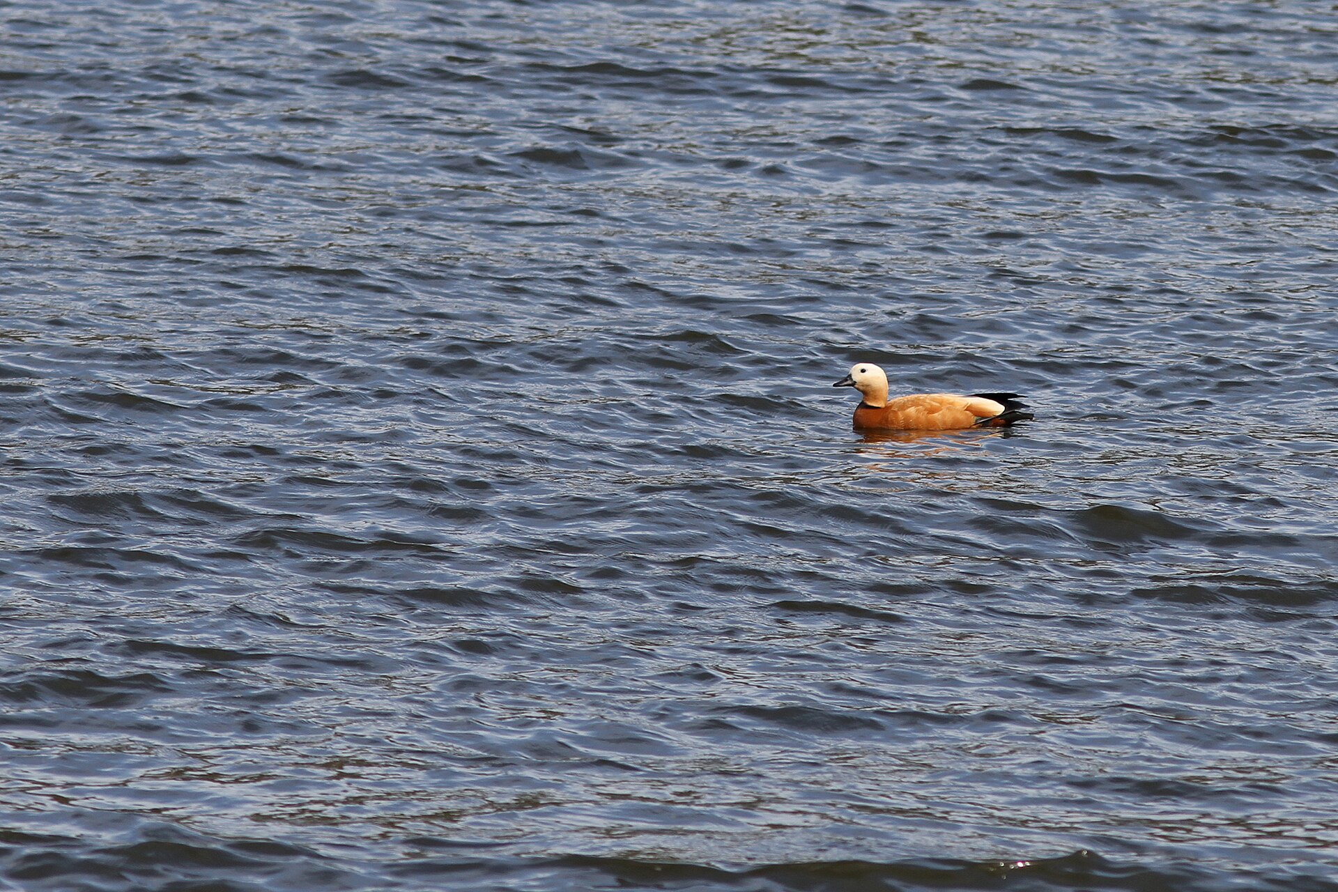 Ruddy Shelduck (Tadorna ferruginea)