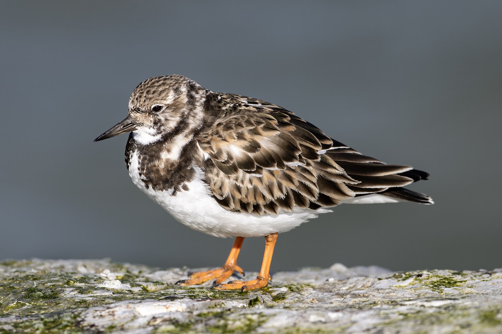 ruddy turnstone