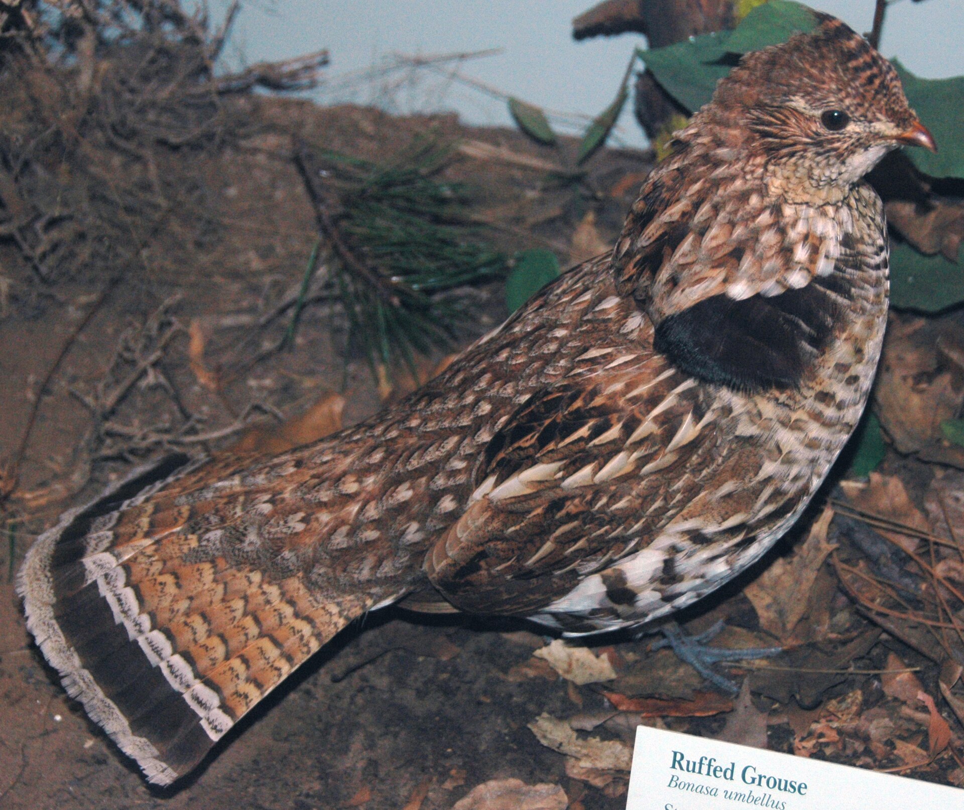 Ruffed Grouse Behavior Ruffed Grouse Behavior (Bonasa umbellus)