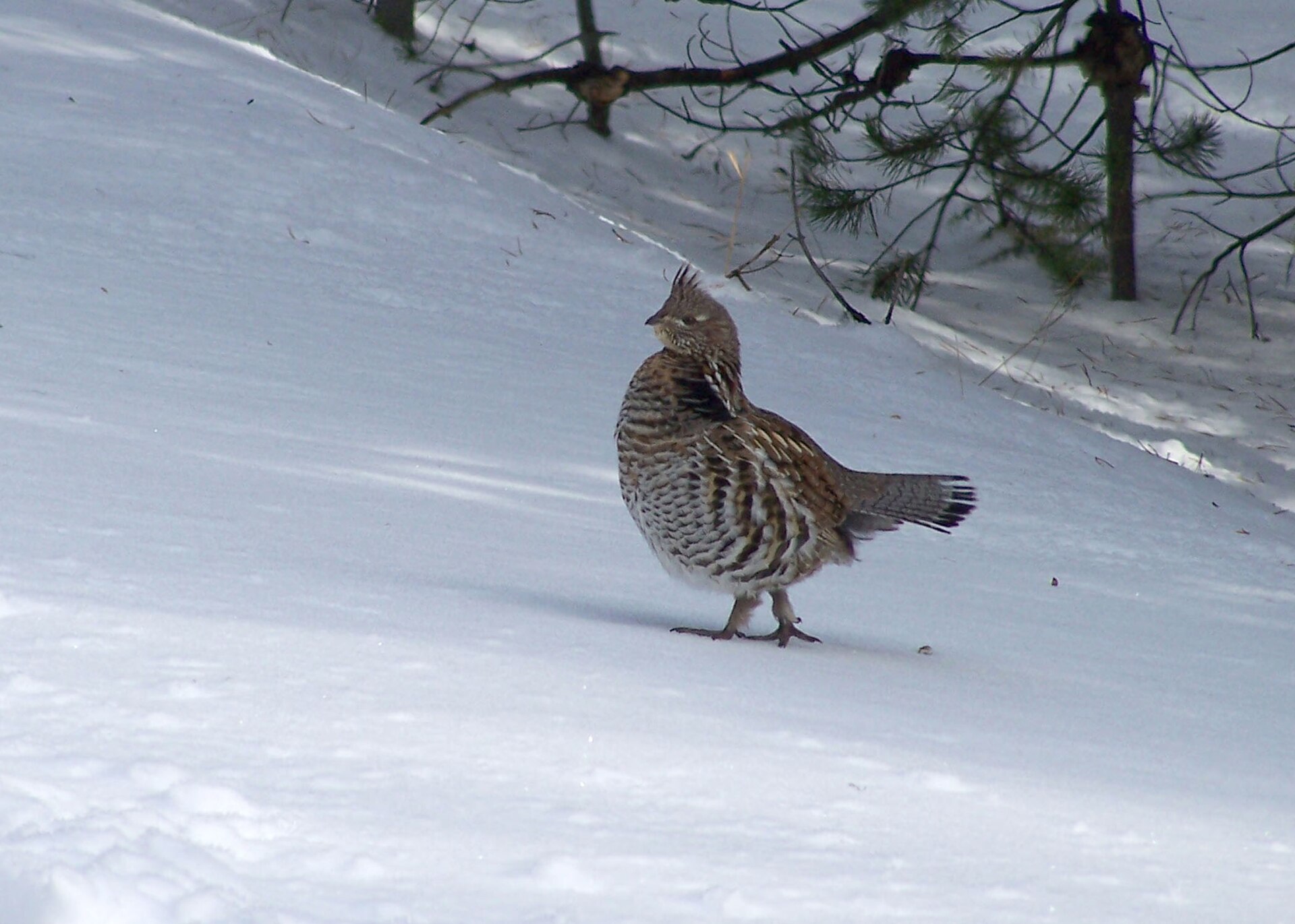 Ruffed Grouse Drumming (Bonasa umbellus)