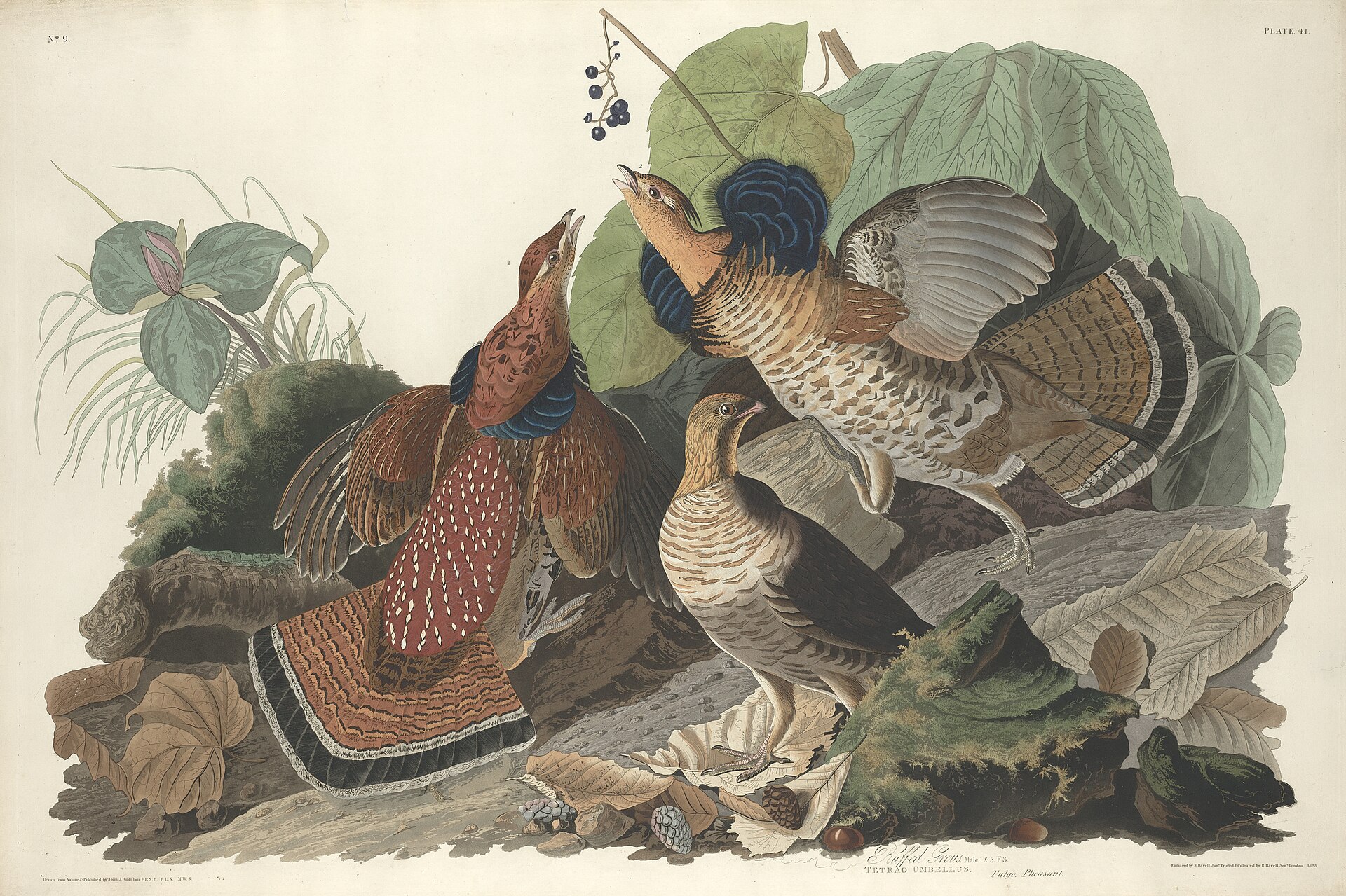 Ruffed Grouse ()