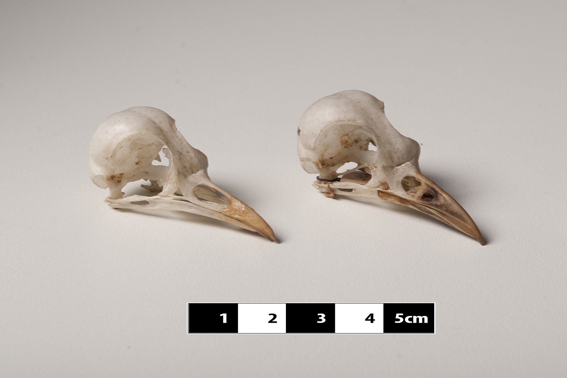 Rufous-bellied Thrush (Turdus rufiventris)