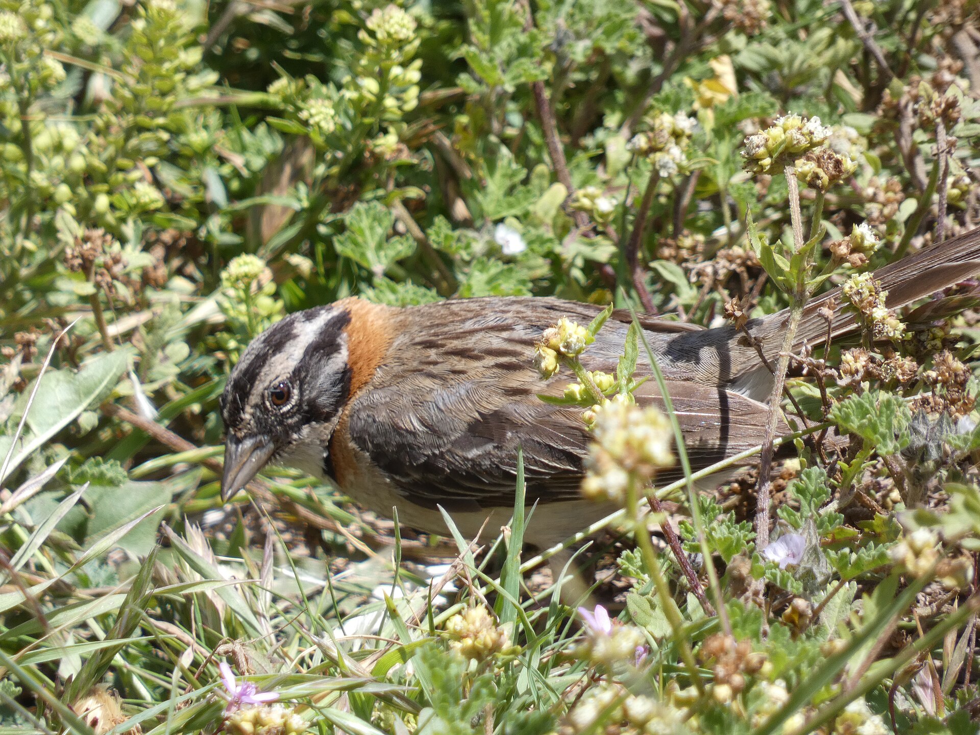 Rufous-Collared Sparrow ()