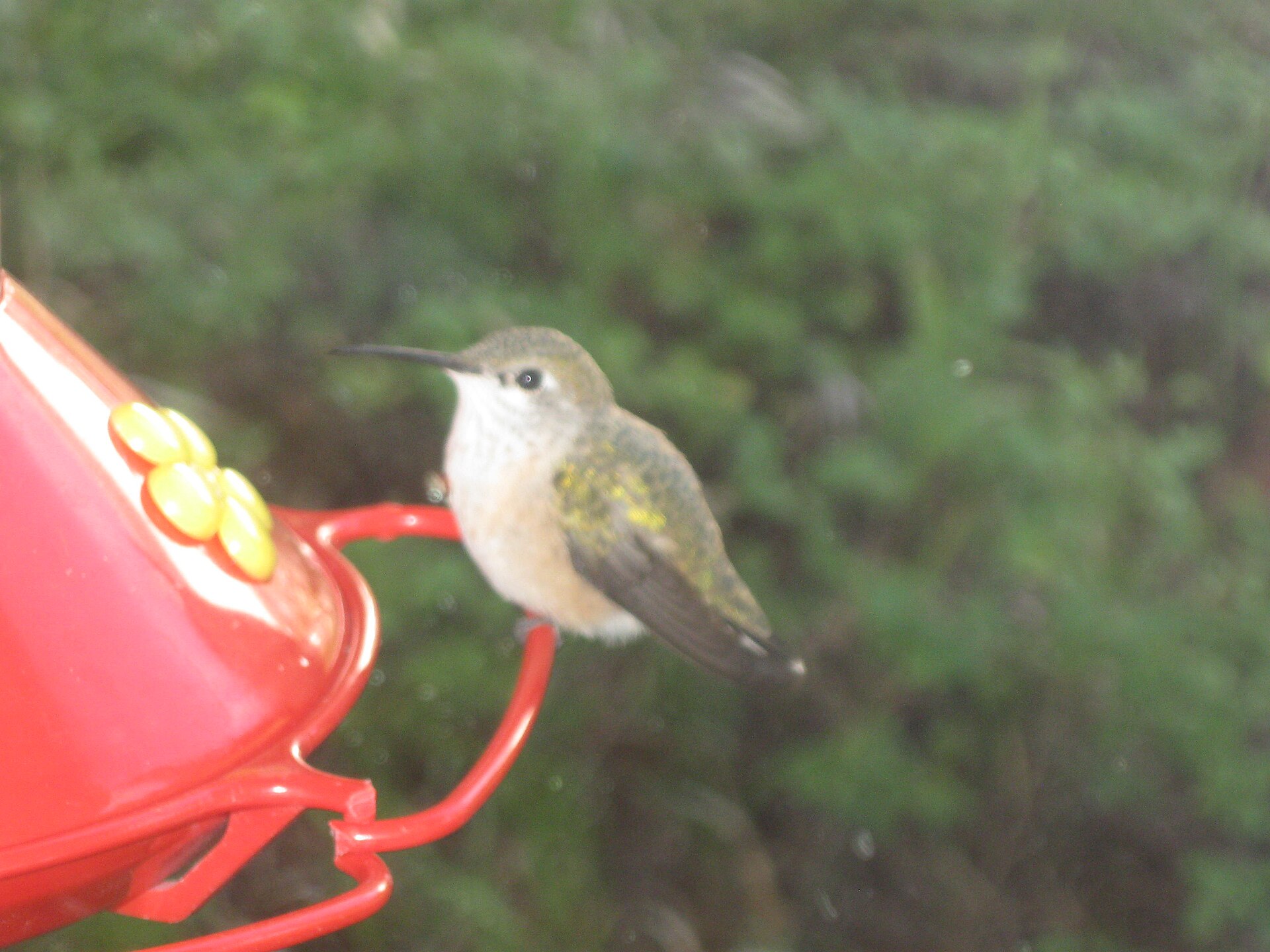 Rufous Hummingbird (Amazilia tzacatl)