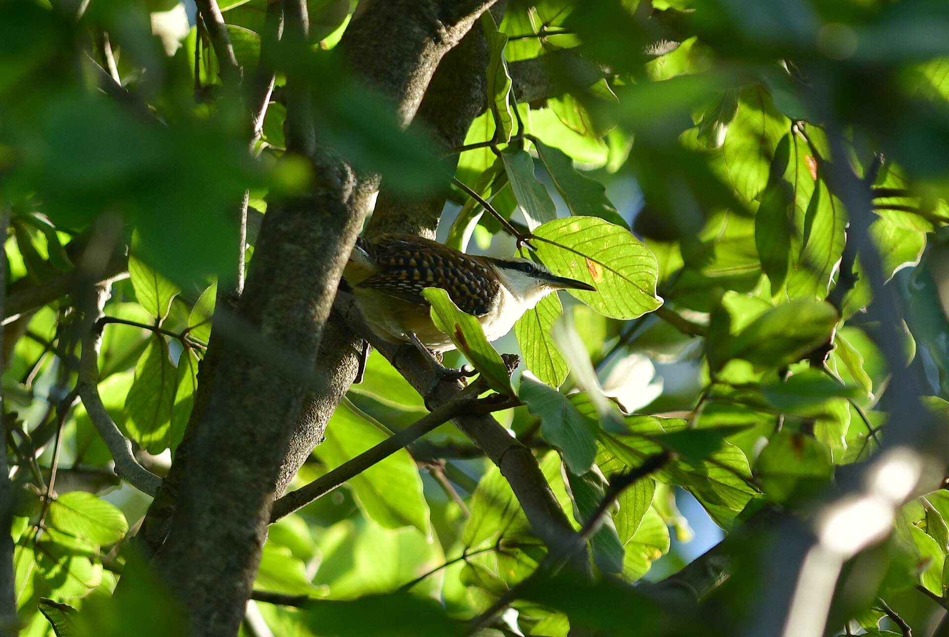 Rufous-Naped Wren (Campylorhynchus rufinucha)