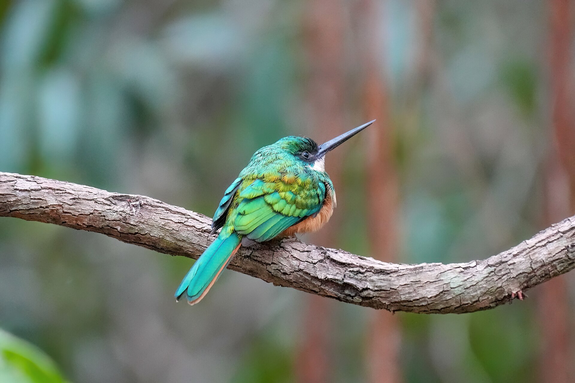 Rufous-tailed Jacamar (Galbula ruficauda)