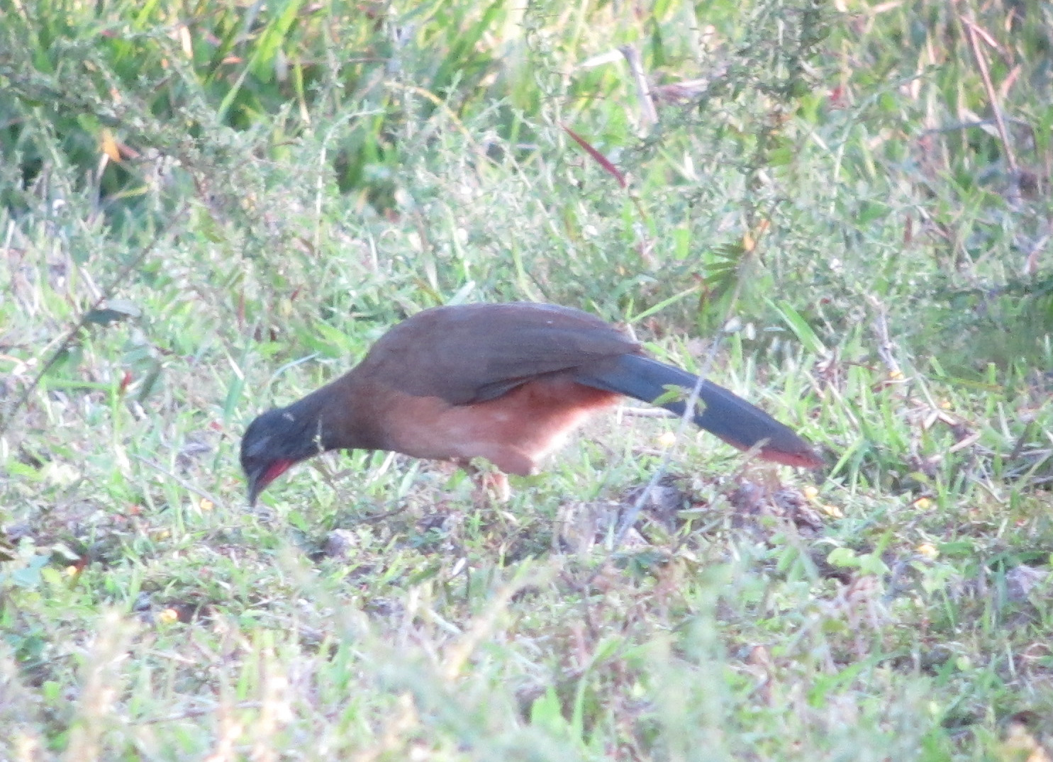Rufous-vented Chachalaca (Ortalis ruficauda)